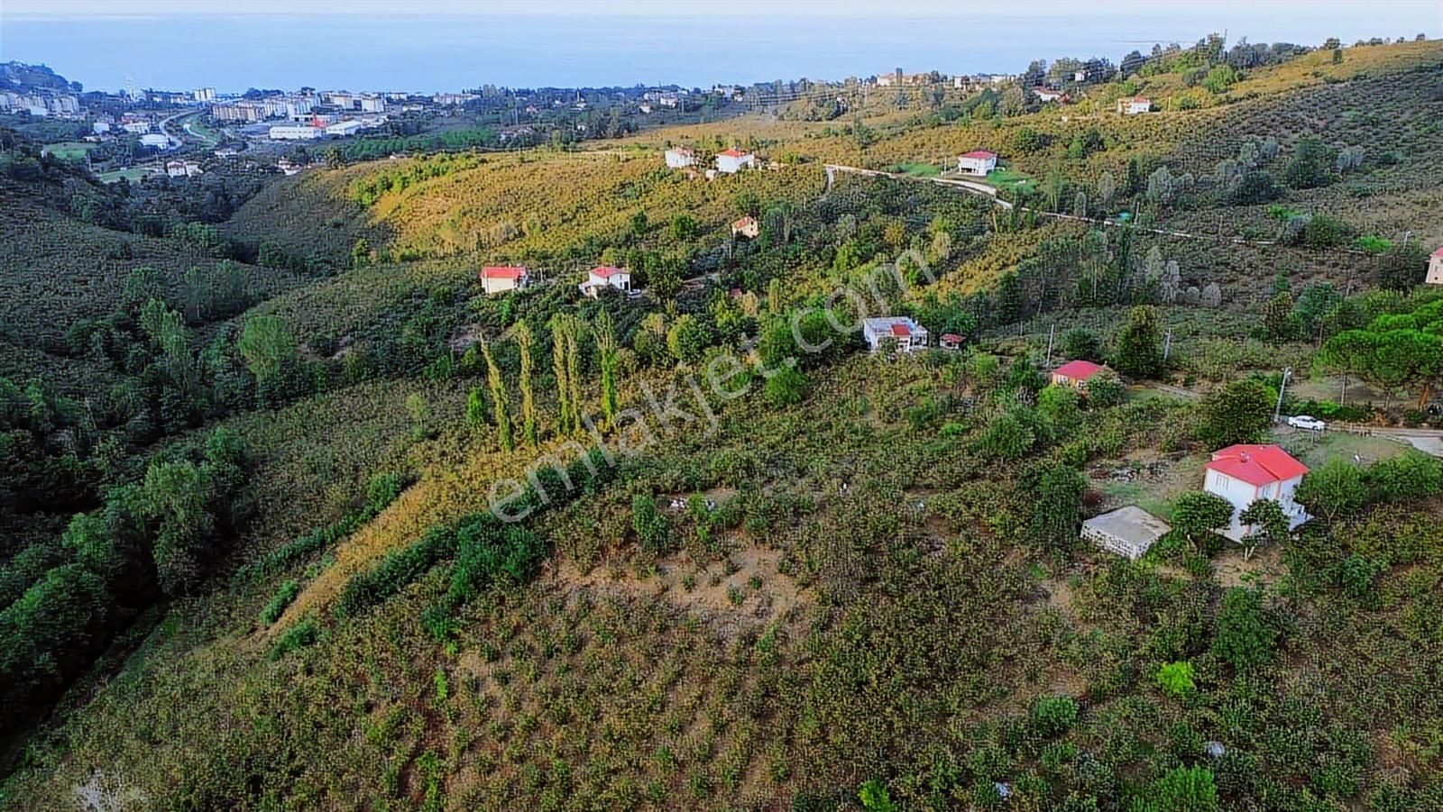 Ulu'dan Ordu Perşembe Efirlide Deniz Manzaralı Satılık Bahçe - Görsel 15