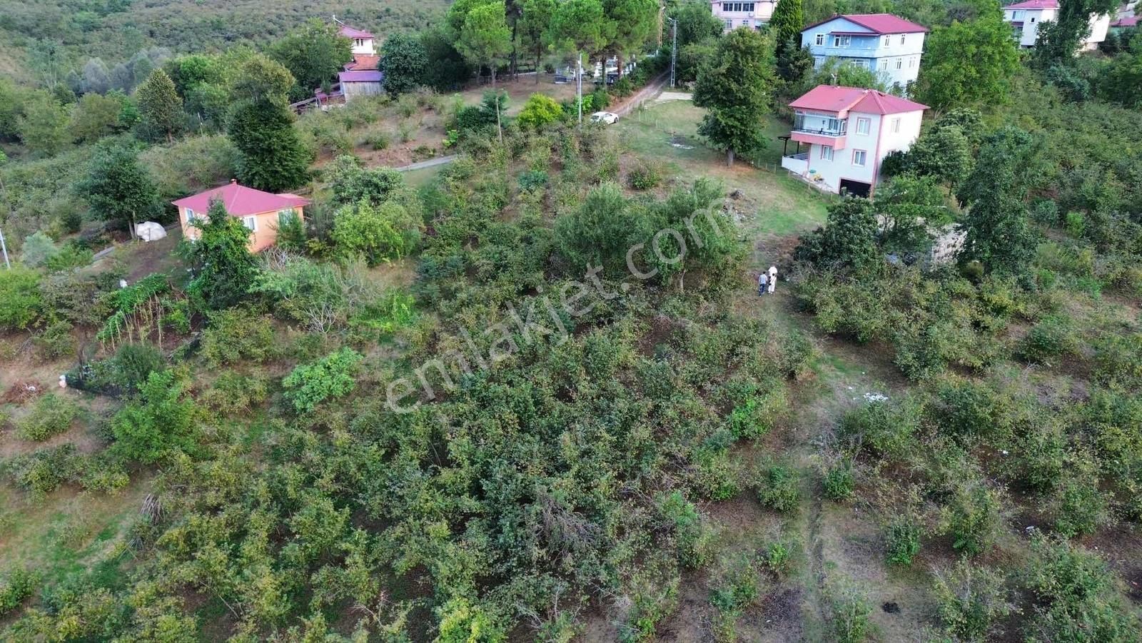 Ulu'dan Ordu Perşembe Efirlide Deniz Manzaralı Satılık Bahçe - Görsel 8