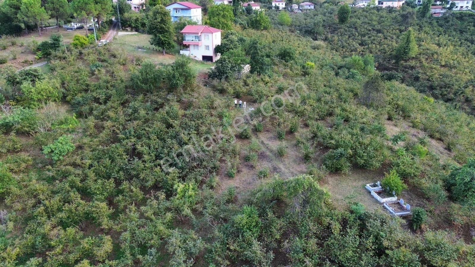 Ulu'dan Ordu Perşembe Efirlide Deniz Manzaralı Satılık Bahçe - Görsel 13