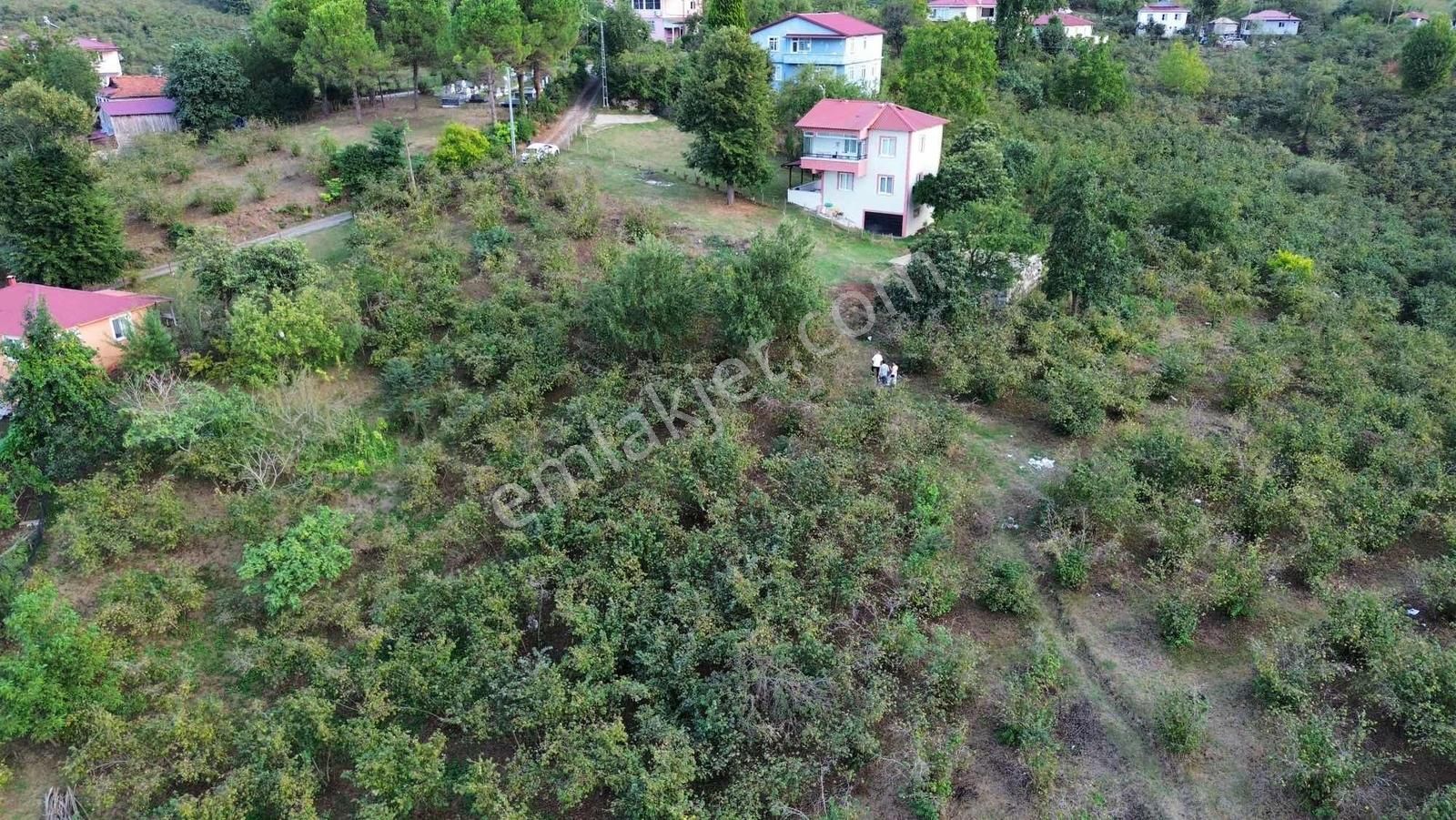 Ulu'dan Ordu Perşembe Efirlide Deniz Manzaralı Satılık Bahçe - Görsel 9