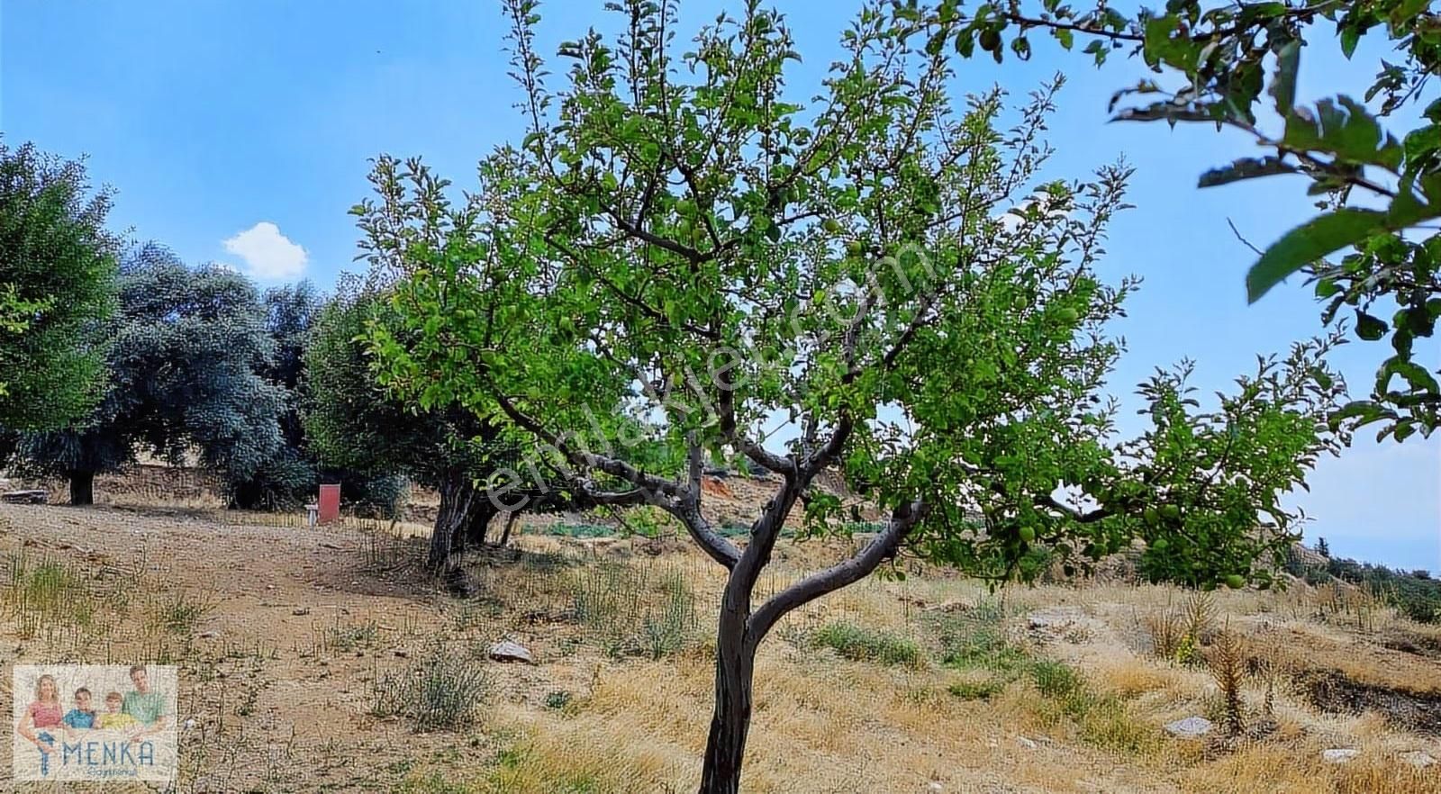 Aydın Karacasu Ataköy Yaylasında Yatırıma Uygun Satılık Tarla - Görsel 7