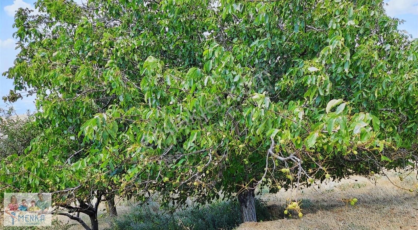 Aydın Karacasu Ataköy Yaylasında Yatırıma Uygun Satılık Tarla - Görsel 22