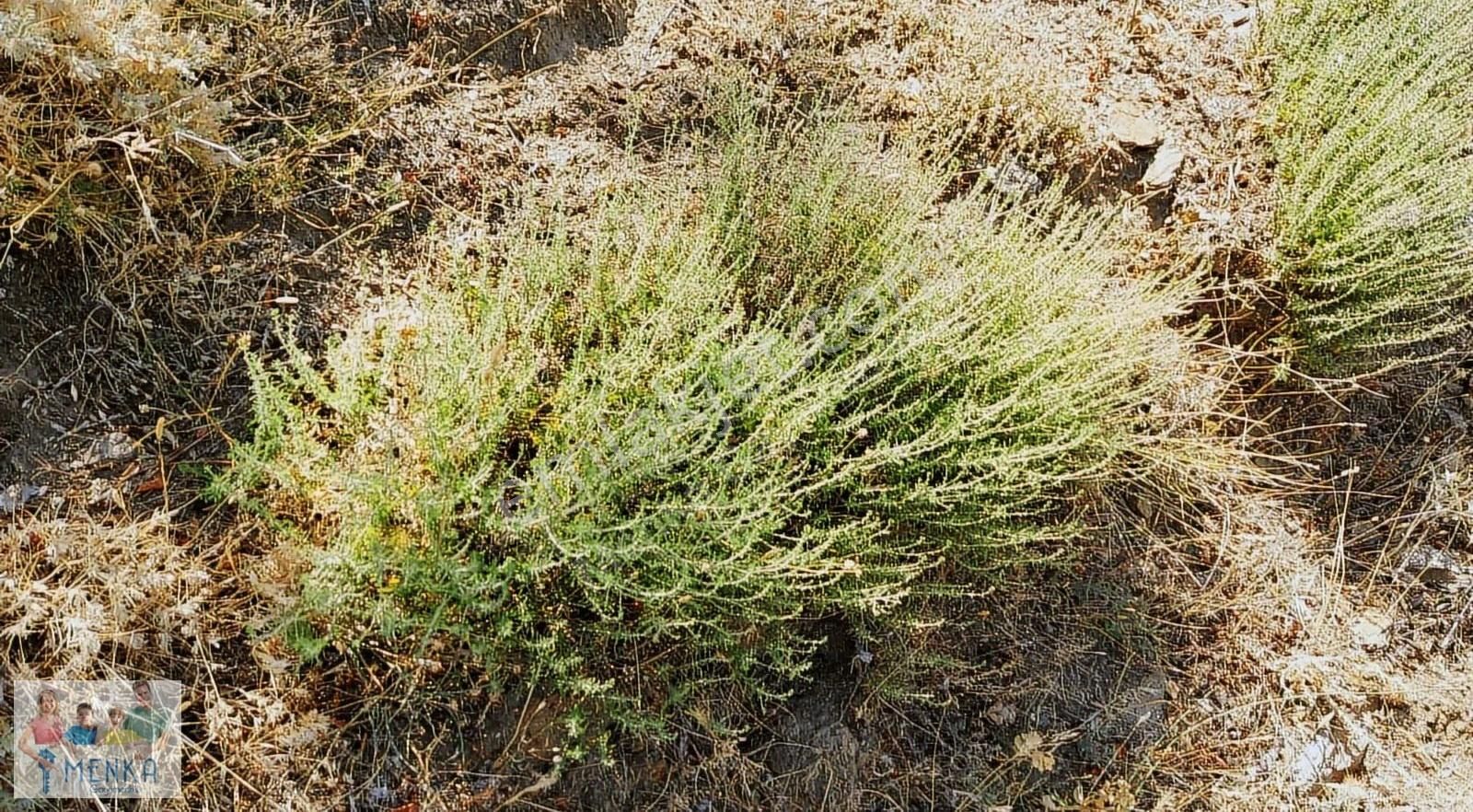 Aydın Karacasu Ataköy Yaylasında Yatırıma Uygun Satılık Tarla - Görsel 2