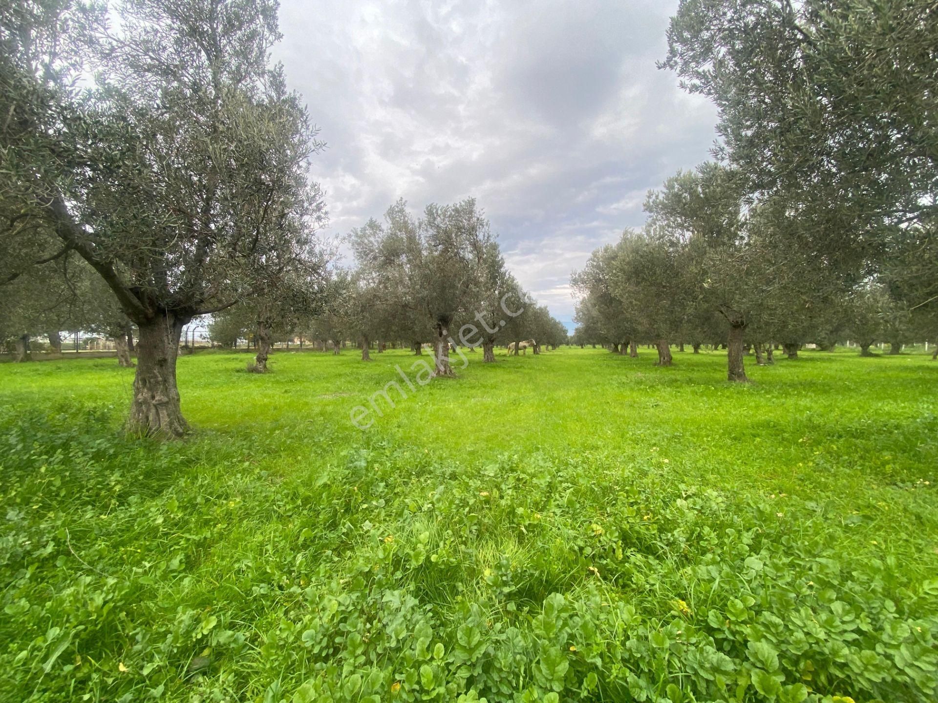 Mera Emlaktan Burhaniye İmara Yakın Müstakil Tapulu 5.478m2 Satılık Zeytinlik - Görsel 15