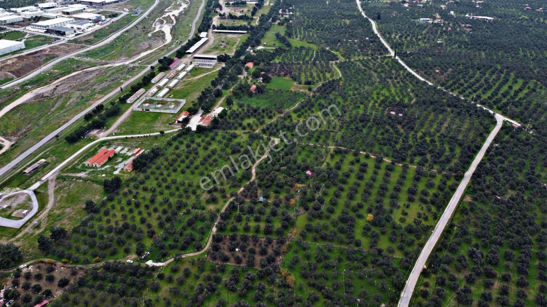Mera Emlaktan Burhaniye İmara Yakın Müstakil Tapulu 5.478m2 Satılık Zeytinlik - Görsel 2