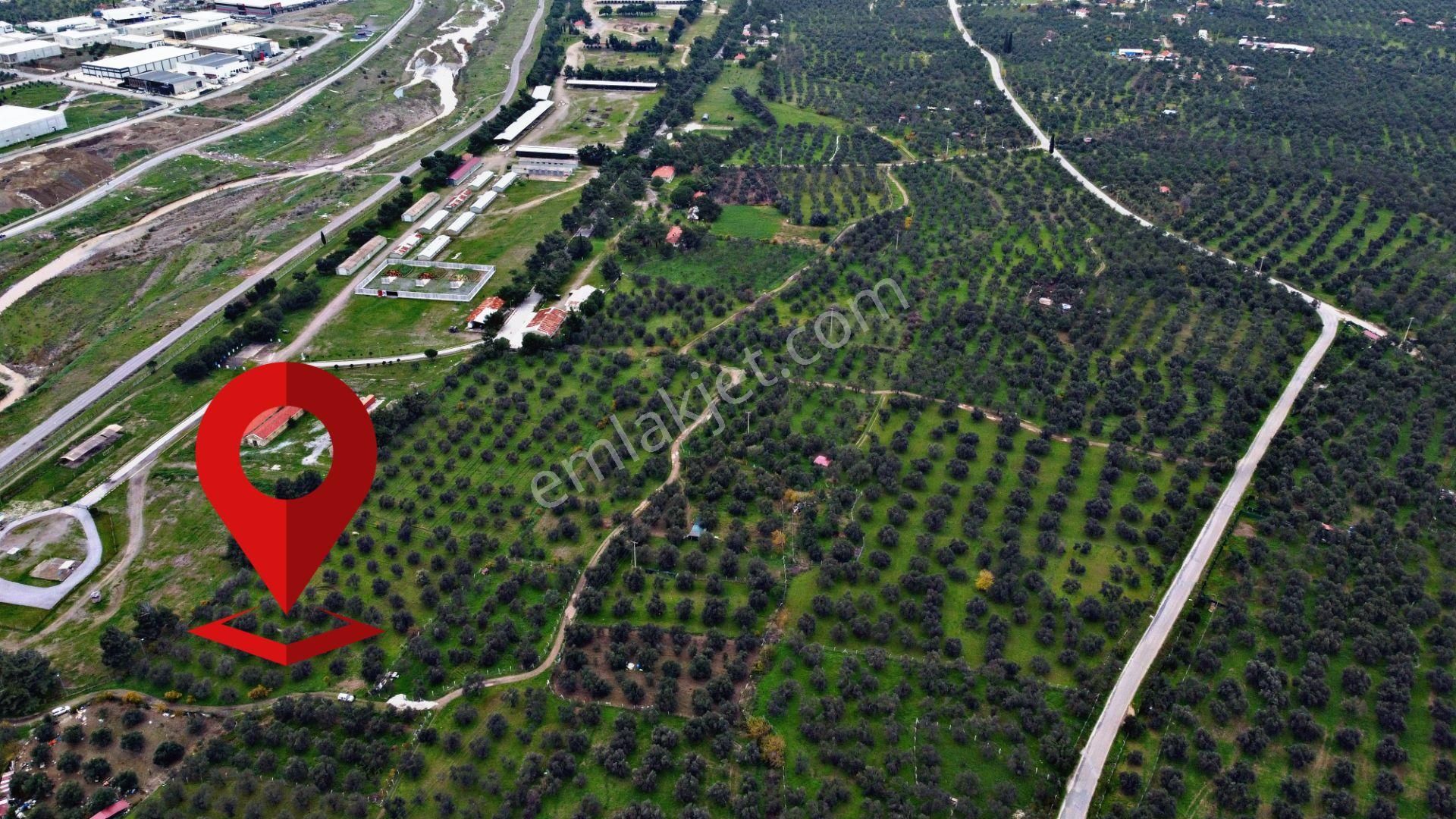 Mera Emlaktan Burhaniye İmara Yakın Müstakil Tapulu 5.478m2 Satılık Zeytinlik - Görsel 6