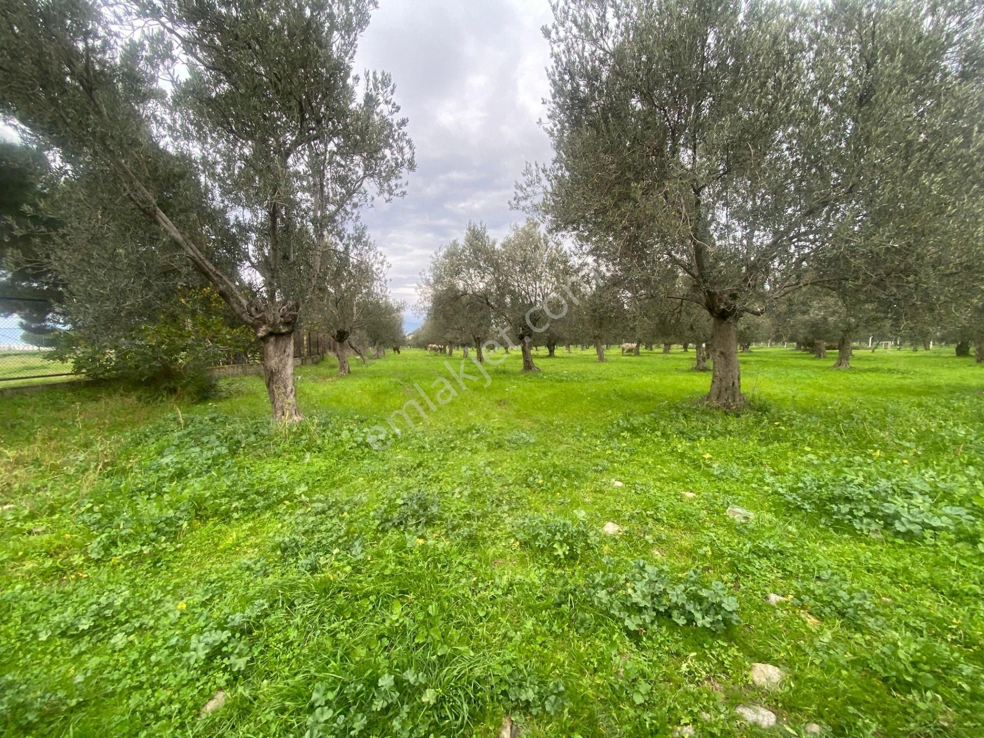 Mera Emlaktan Burhaniye İmara Yakın Müstakil Tapulu 5.478m2 Satılık Zeytinlik - Görsel 14