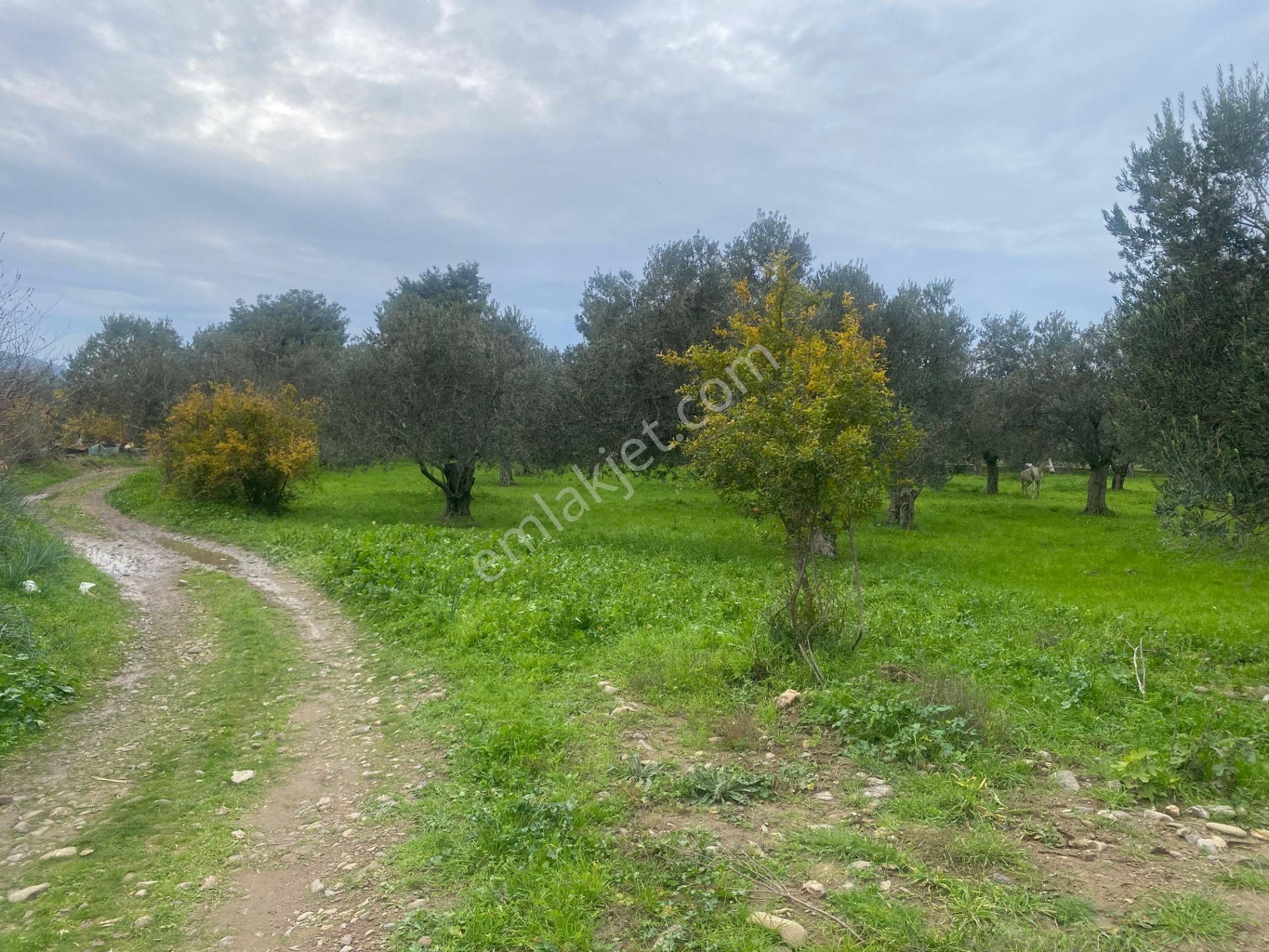 Mera Emlaktan Burhaniye İmara Yakın Müstakil Tapulu 5.478m2 Satılık Zeytinlik - Görsel 18