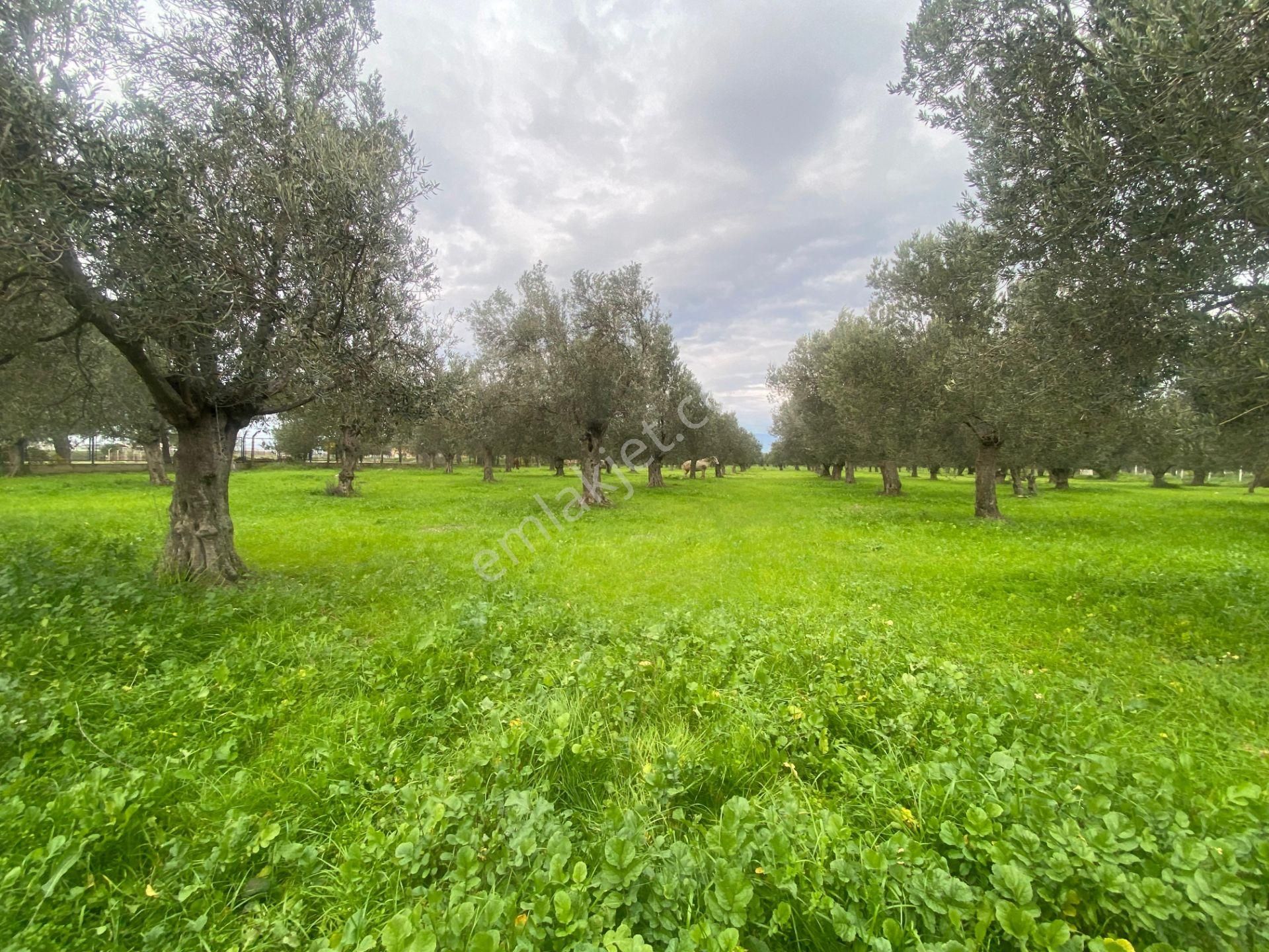Mera Emlaktan Burhaniye İmara Yakın Müstakil Tapulu 5.478m2 Satılık Zeytinlik - Görsel 11