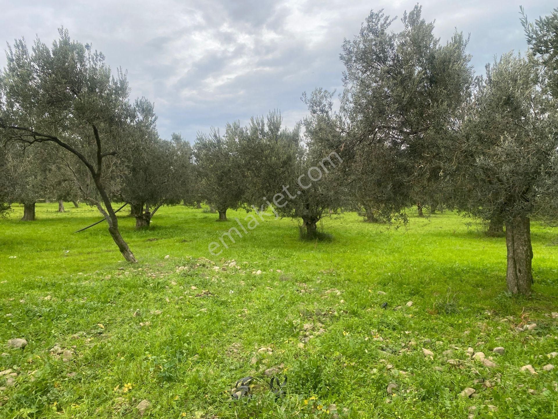Mera Emlaktan Burhaniye İmara Yakın Müstakil Tapulu 5.478m2 Satılık Zeytinlik - Görsel 20