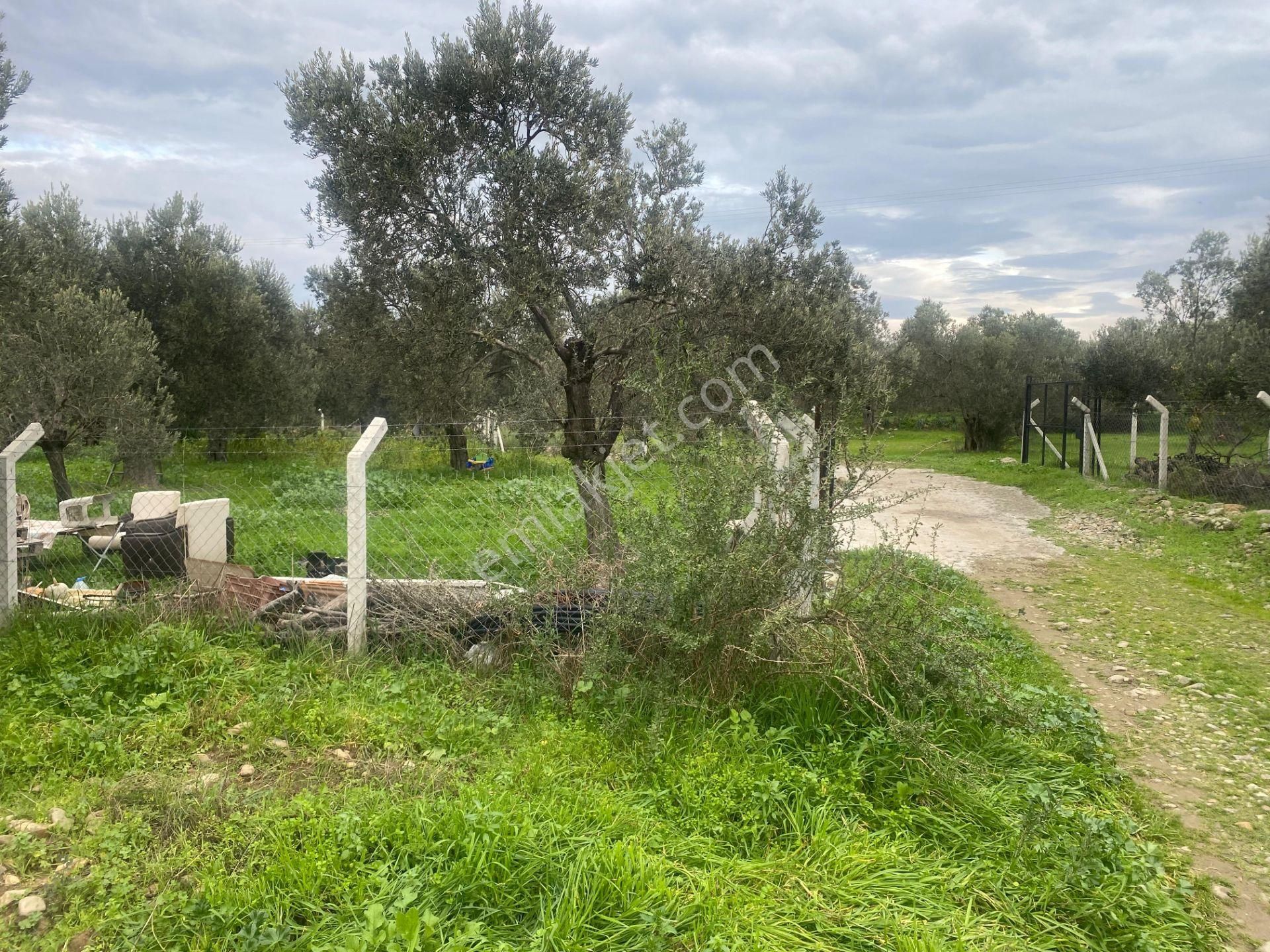 Mera Emlaktan Burhaniye İmara Yakın Müstakil Tapulu 5.478m2 Satılık Zeytinlik - Görsel 13