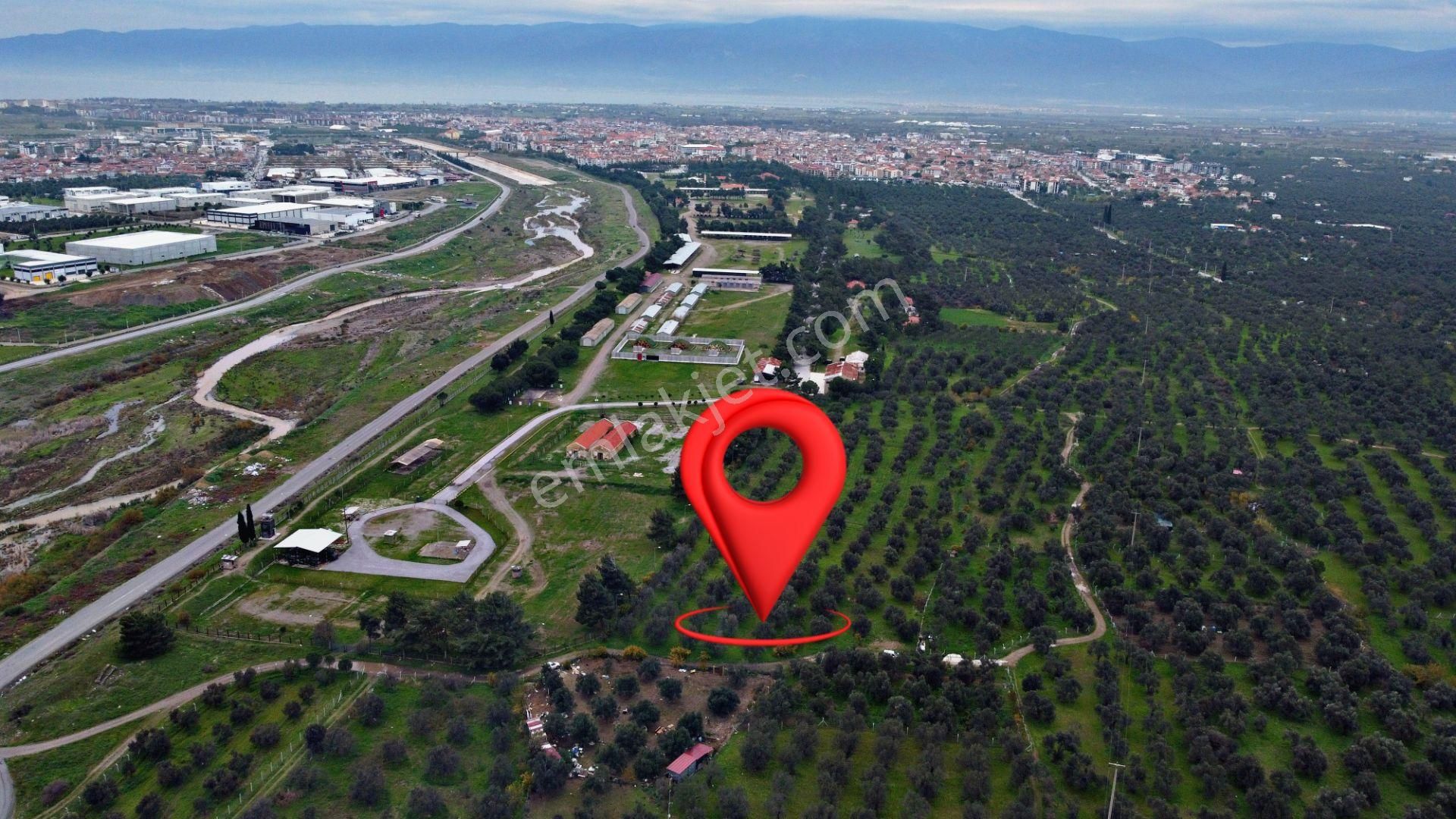 Mera Emlaktan Burhaniye İmara Yakın Müstakil Tapulu 5.478m2 Satılık Zeytinlik - Görsel 4