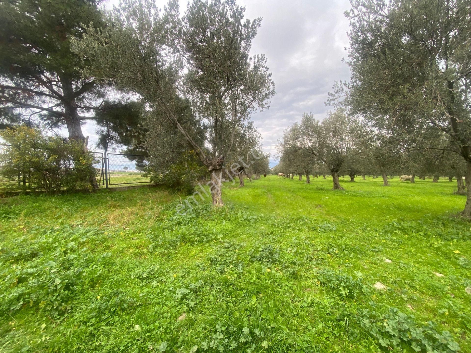 Mera Emlaktan Burhaniye İmara Yakın Müstakil Tapulu 5.478m2 Satılık Zeytinlik - Görsel 17