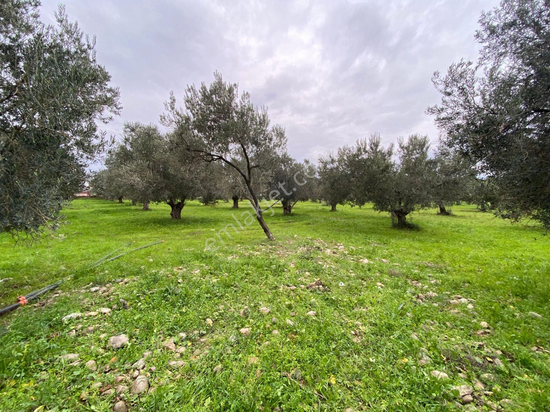 Mera Emlaktan Burhaniye İmara Yakın Müstakil Tapulu 5.478m2 Satılık Zeytinlik - Görsel 12