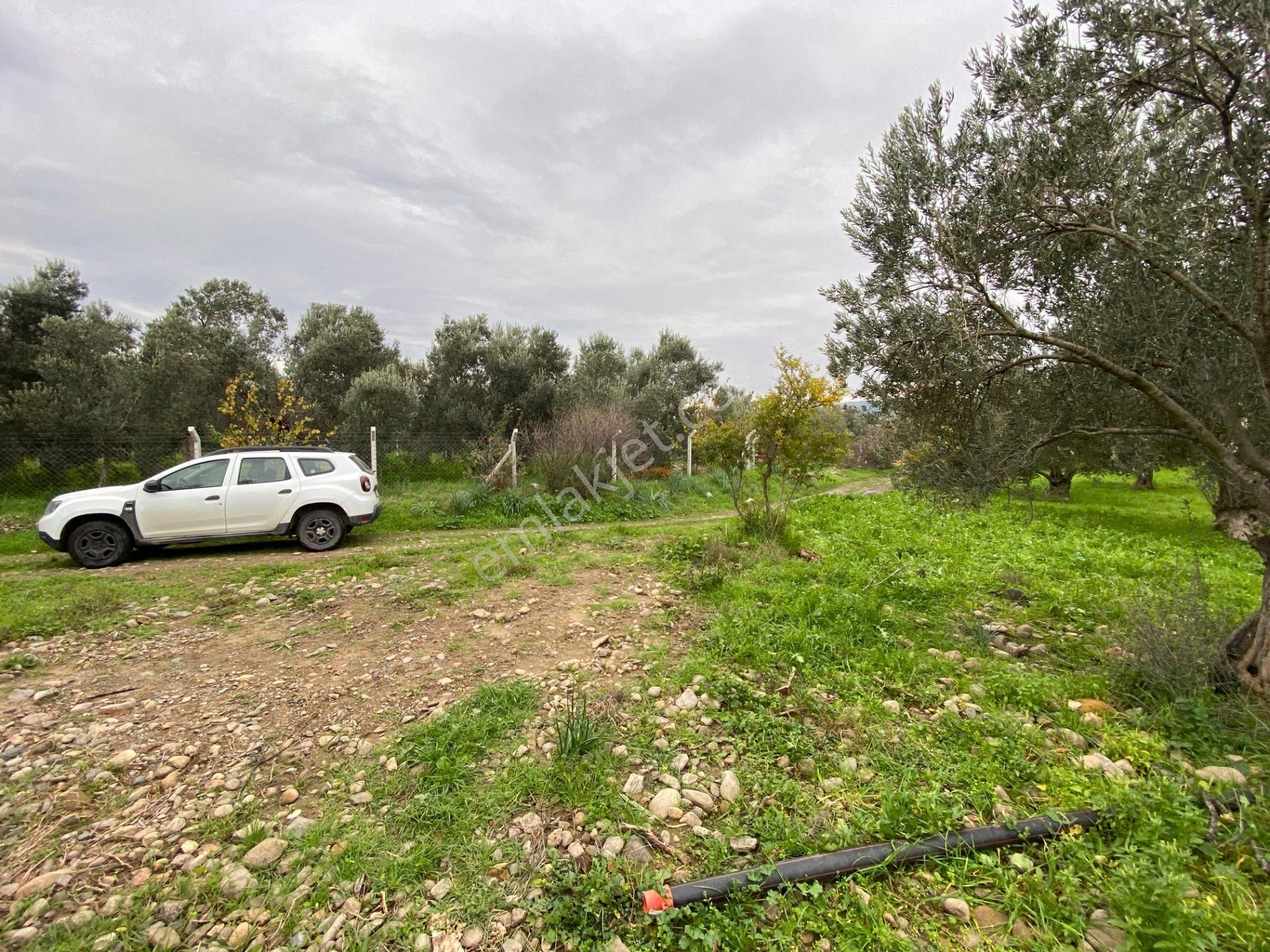 Mera Emlaktan Burhaniye İmara Yakın Müstakil Tapulu 5.478m2 Satılık Zeytinlik - Görsel 7