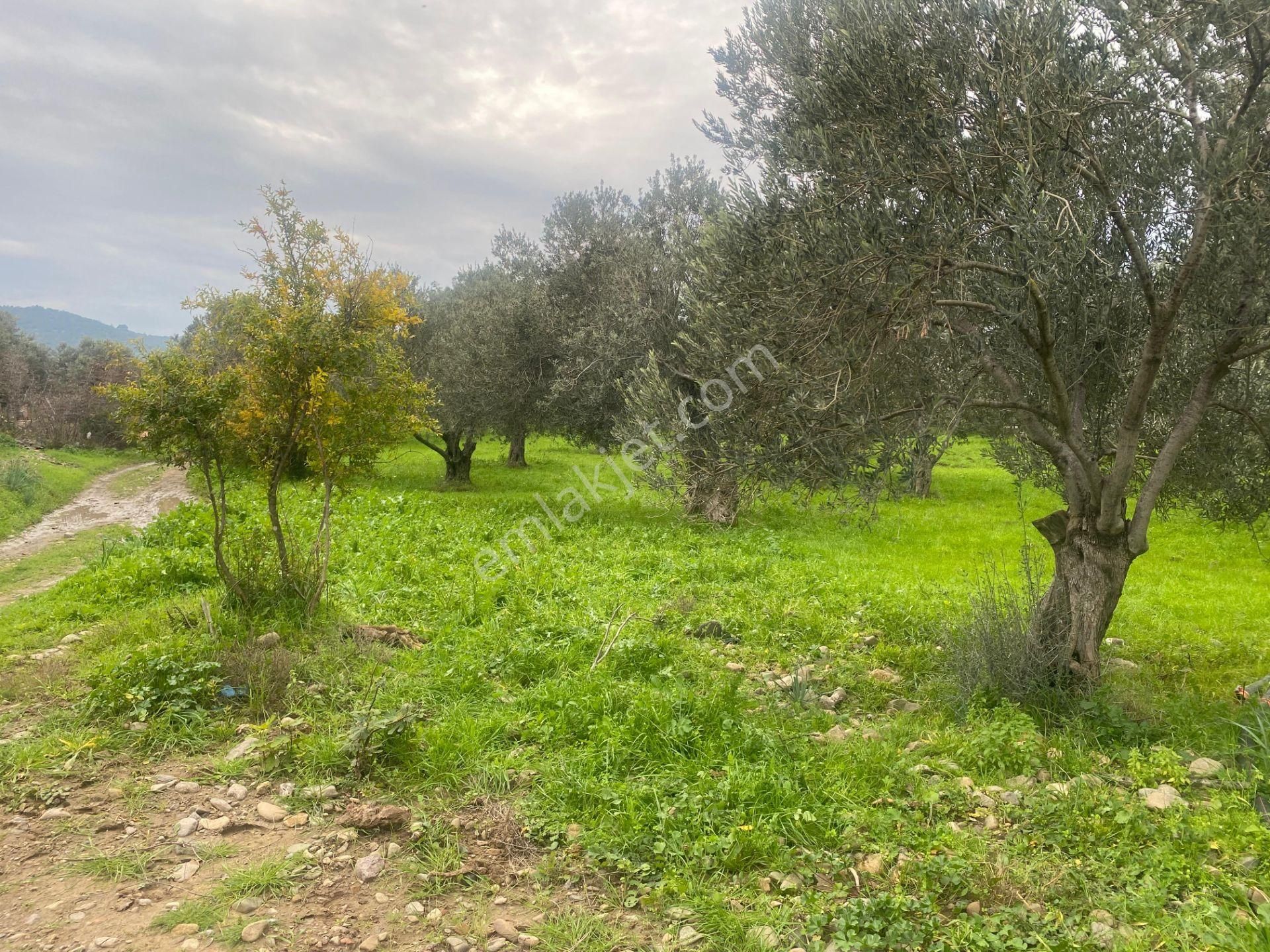 Mera Emlaktan Burhaniye İmara Yakın Müstakil Tapulu 5.478m2 Satılık Zeytinlik - Görsel 10