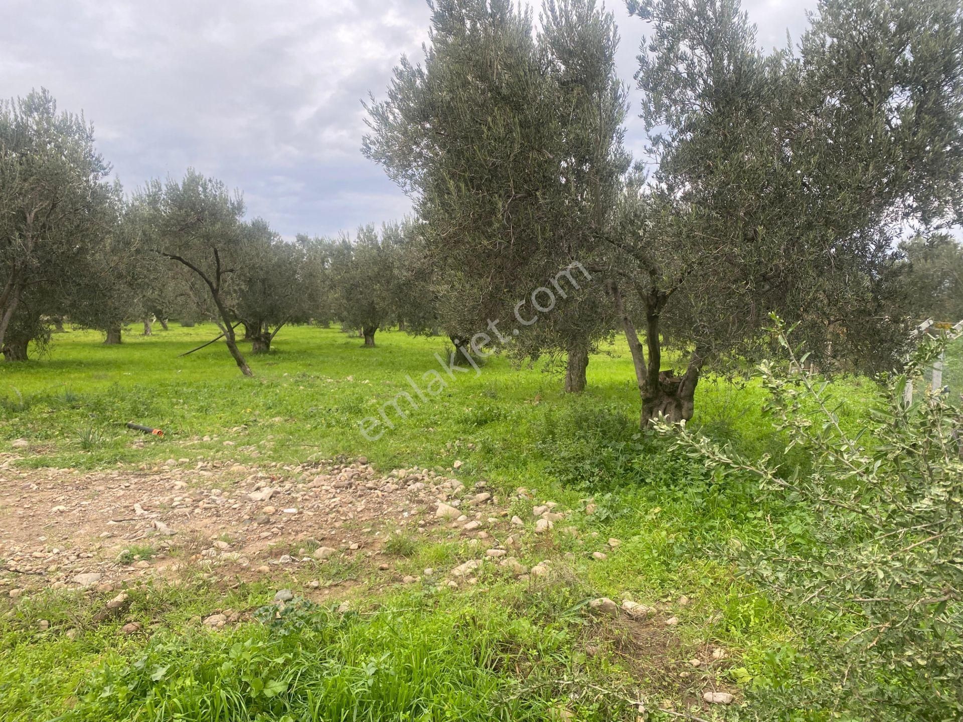 Mera Emlaktan Burhaniye İmara Yakın Müstakil Tapulu 5.478m2 Satılık Zeytinlik - Görsel 19