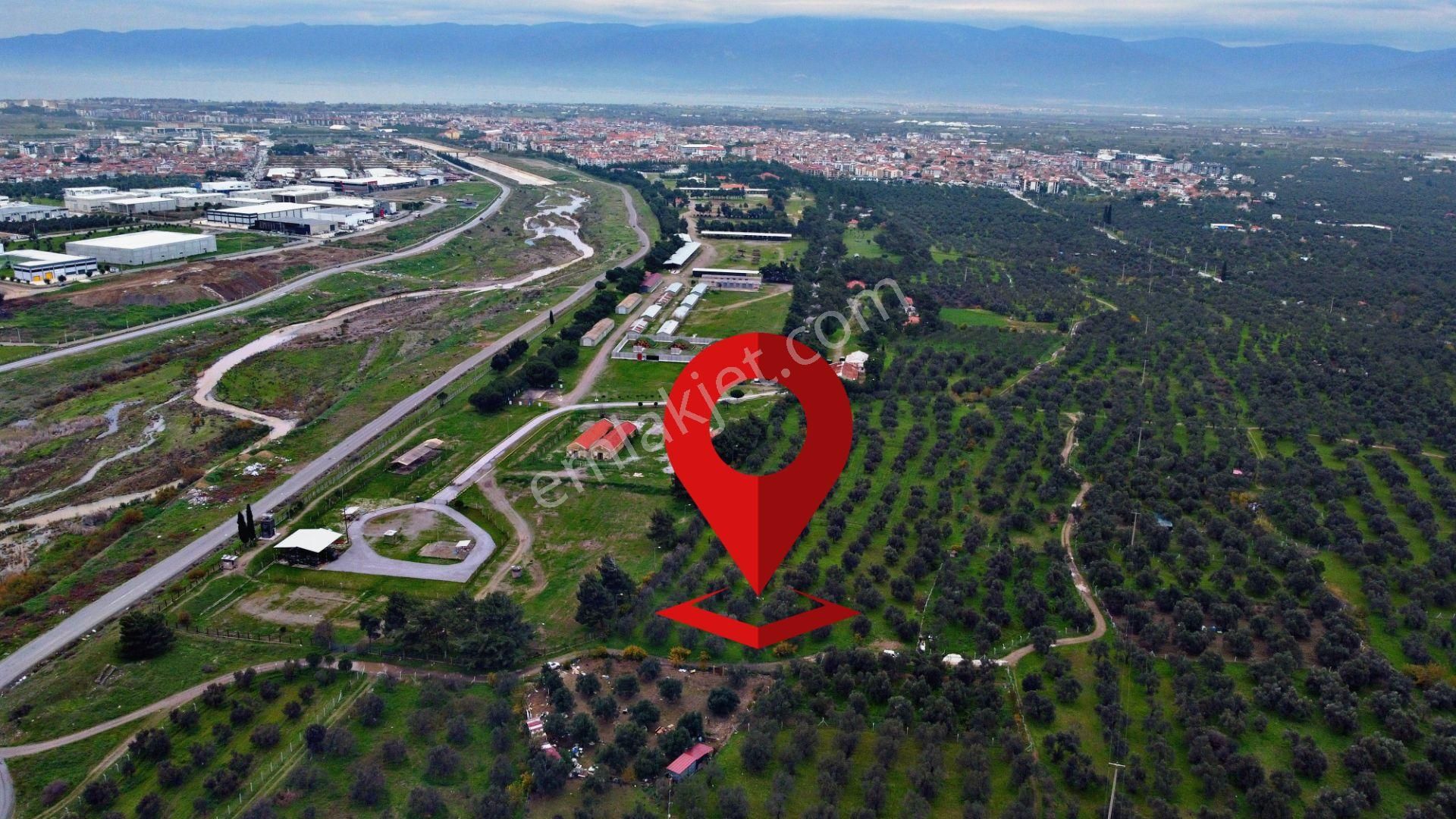 Mera Emlaktan Burhaniye İmara Yakın Müstakil Tapulu 5.478m2 Satılık Zeytinlik - Görsel 3