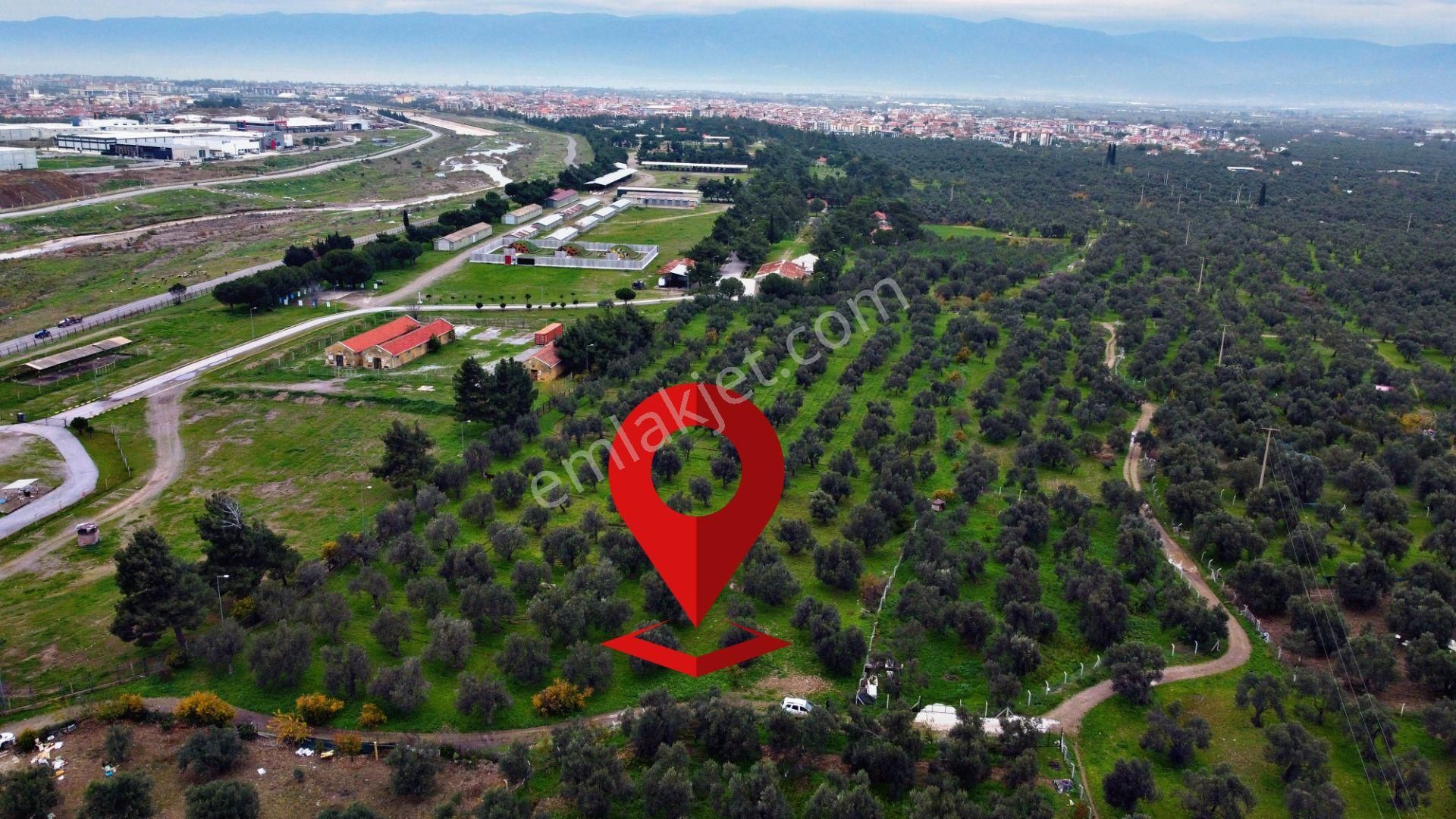 Mera Emlaktan Burhaniye İmara Yakın Müstakil Tapulu 5.478m2 Satılık Zeytinlik - Görsel 5