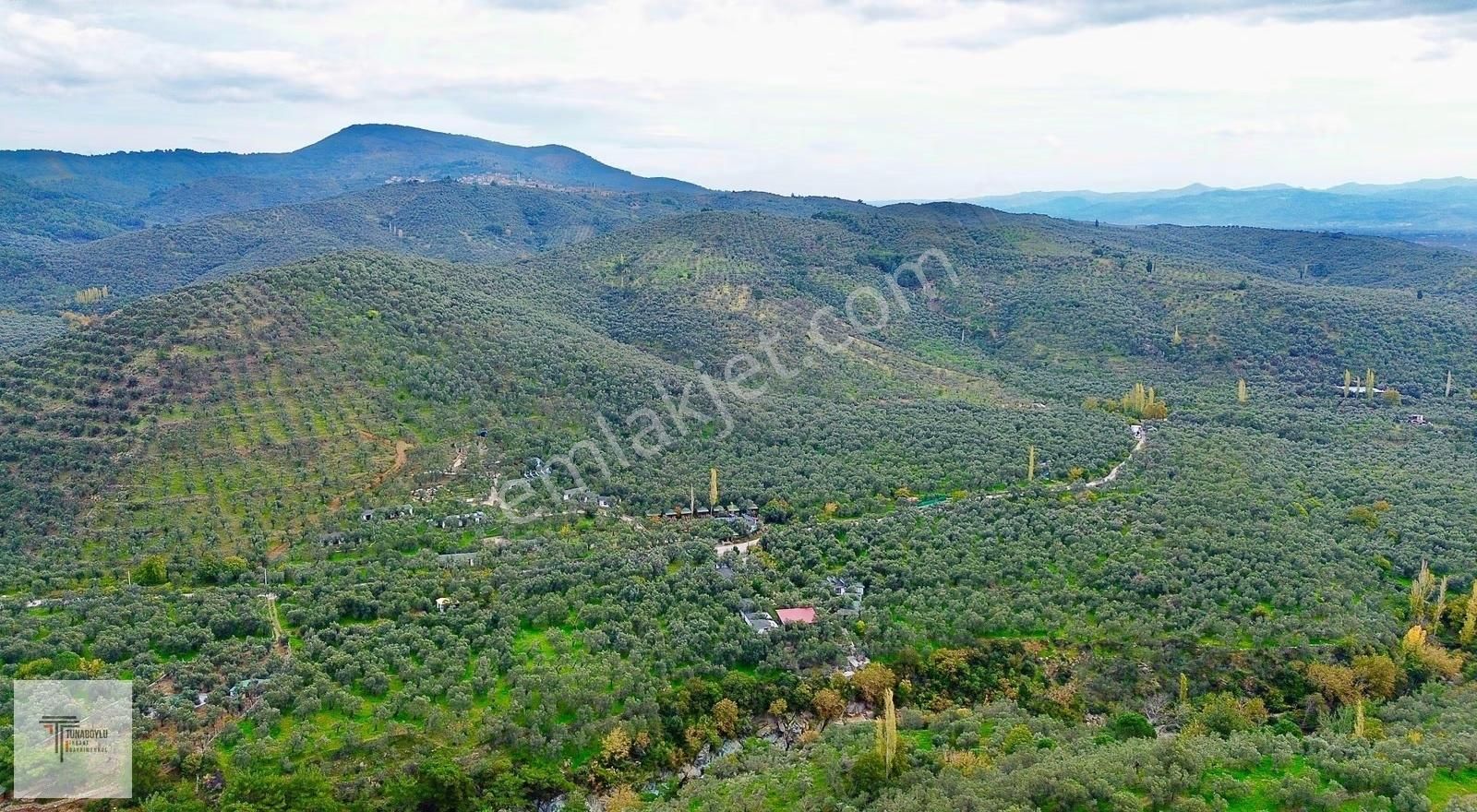 ▓tunaboyludan Doğanın Kalbinde Kaçmaz Fırsat1000m2*zeytinlik▓ - Görsel 12