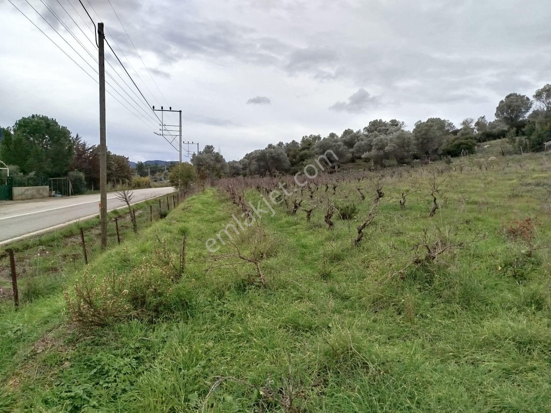 Seferihisar Orhanlı Merkezde Ana Yola Sıfır Tarla - Görsel 3