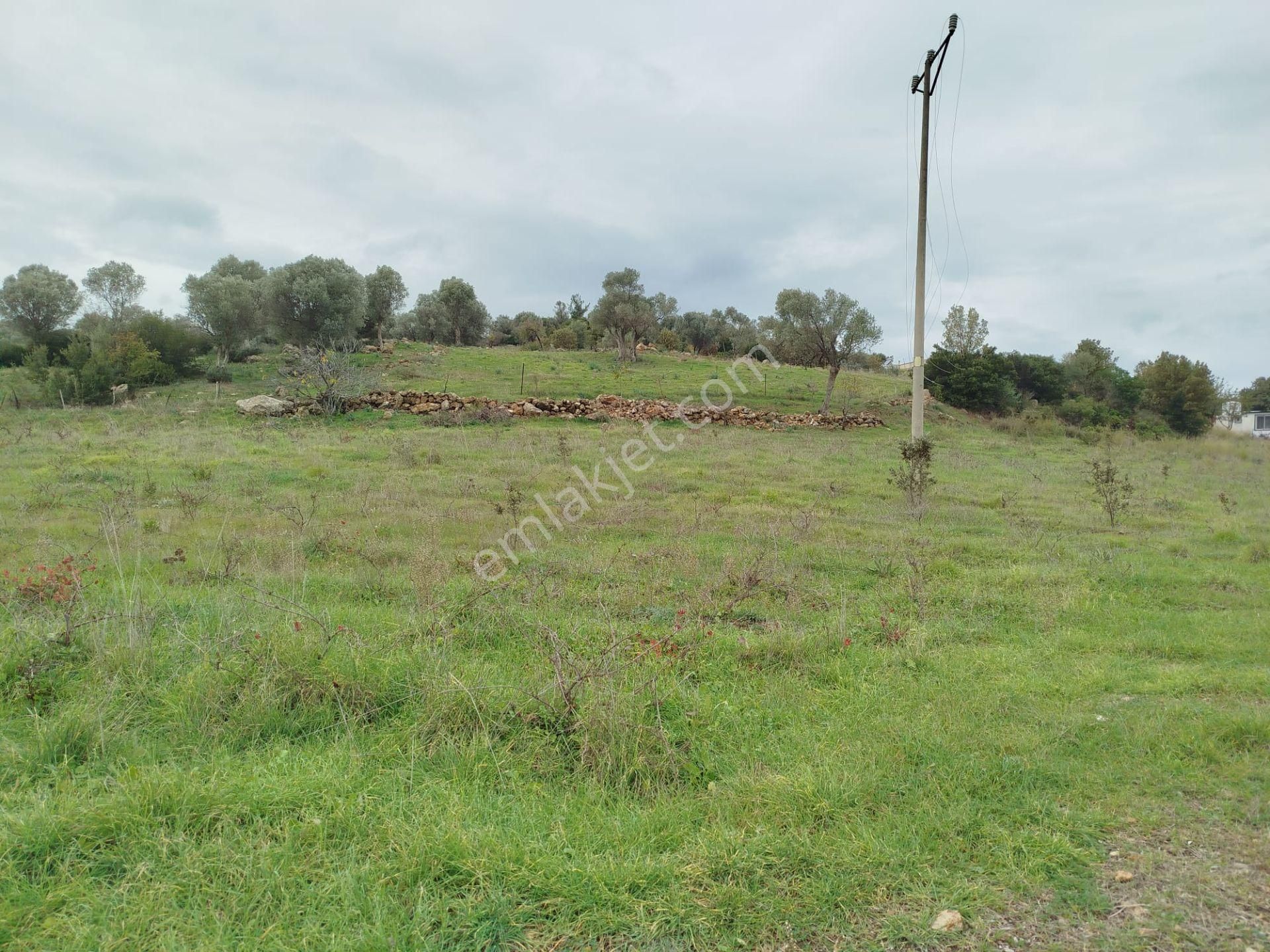 Seferihisar Orhanlı Merkezde Ana Yola Sıfır Tarla - Görsel 6