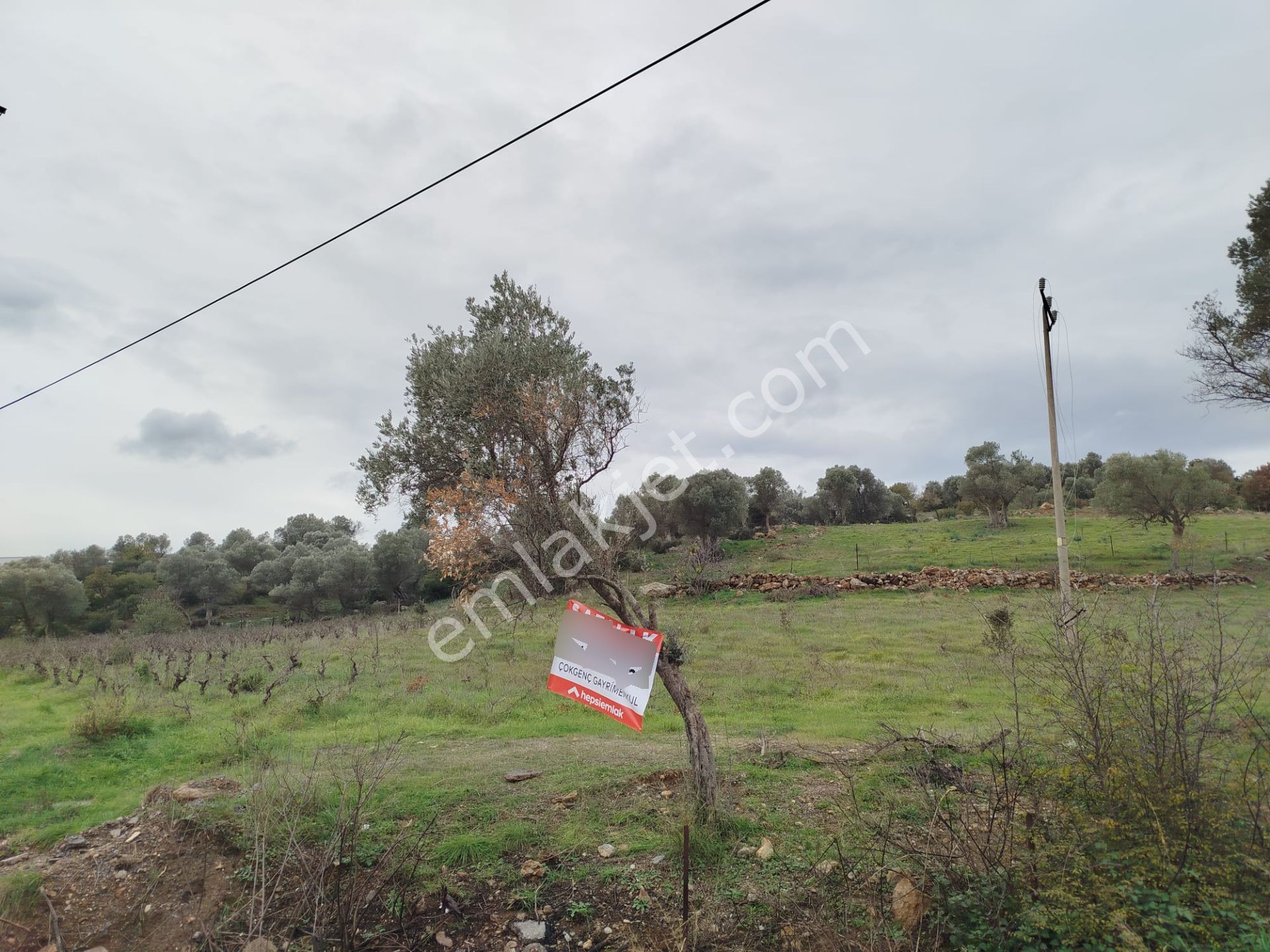 Seferihisar Orhanlı Merkezde Ana Yola Sıfır Tarla - Görsel 11