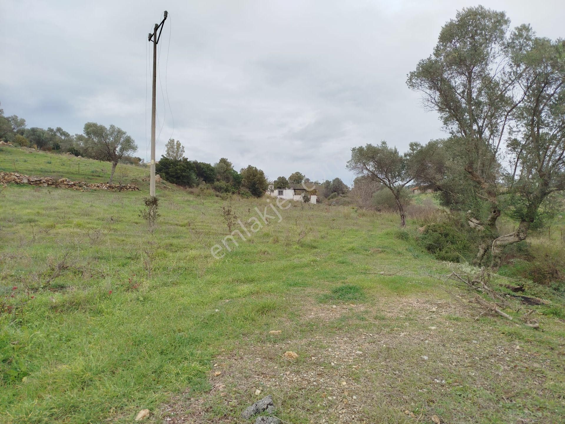 Seferihisar Orhanlı Merkezde Ana Yola Sıfır Tarla - Görsel 5
