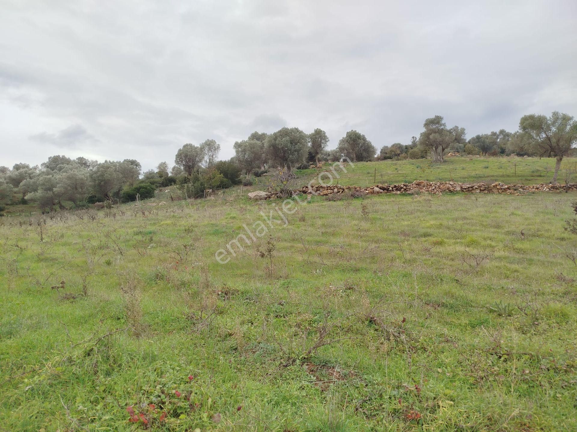Seferihisar Orhanlı Merkezde Ana Yola Sıfır Tarla - Görsel 4