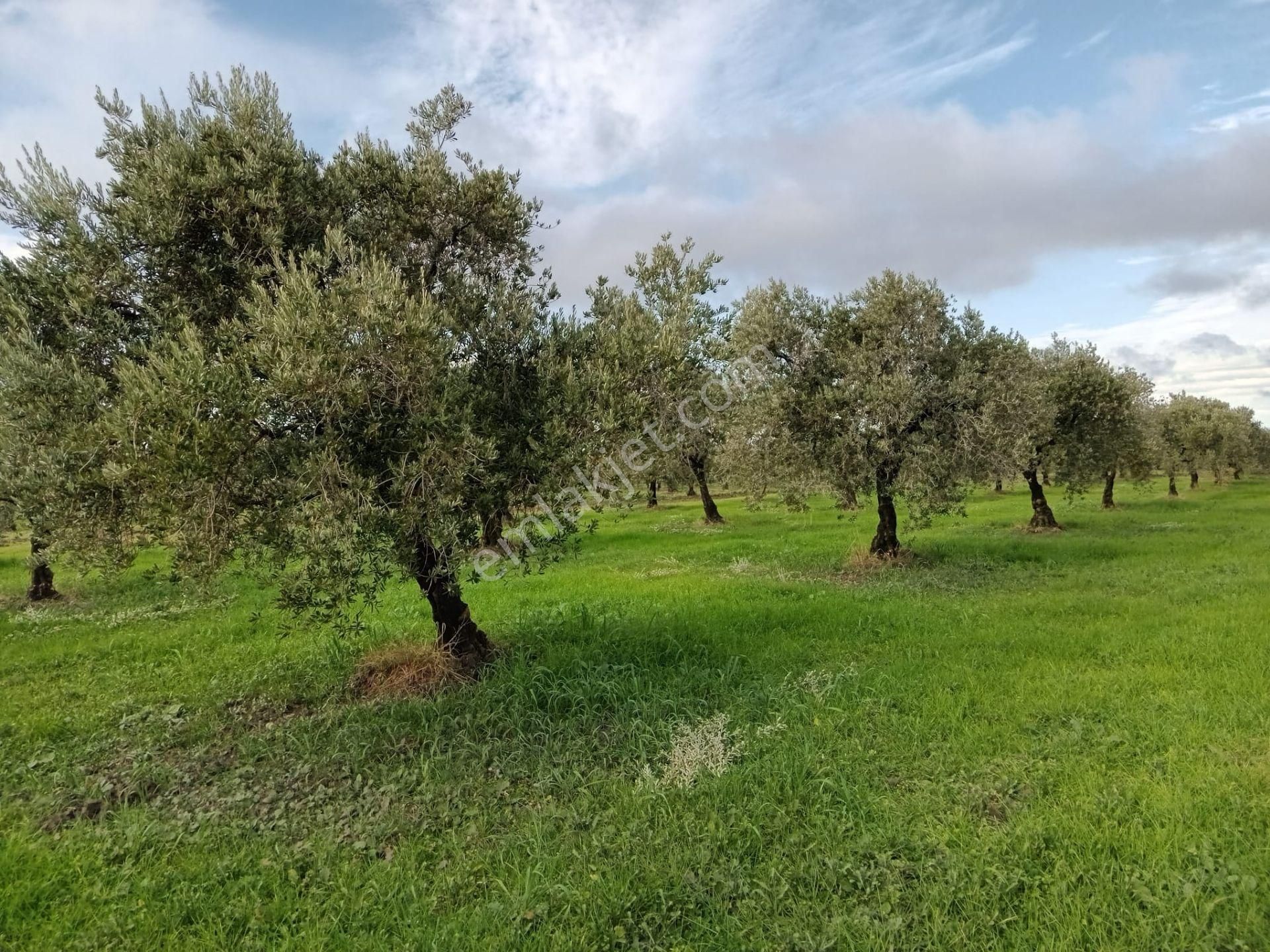 Akhisar Kapaklı Mah.6 Dönüm Zeytinlik (emin'den) - Görsel 16