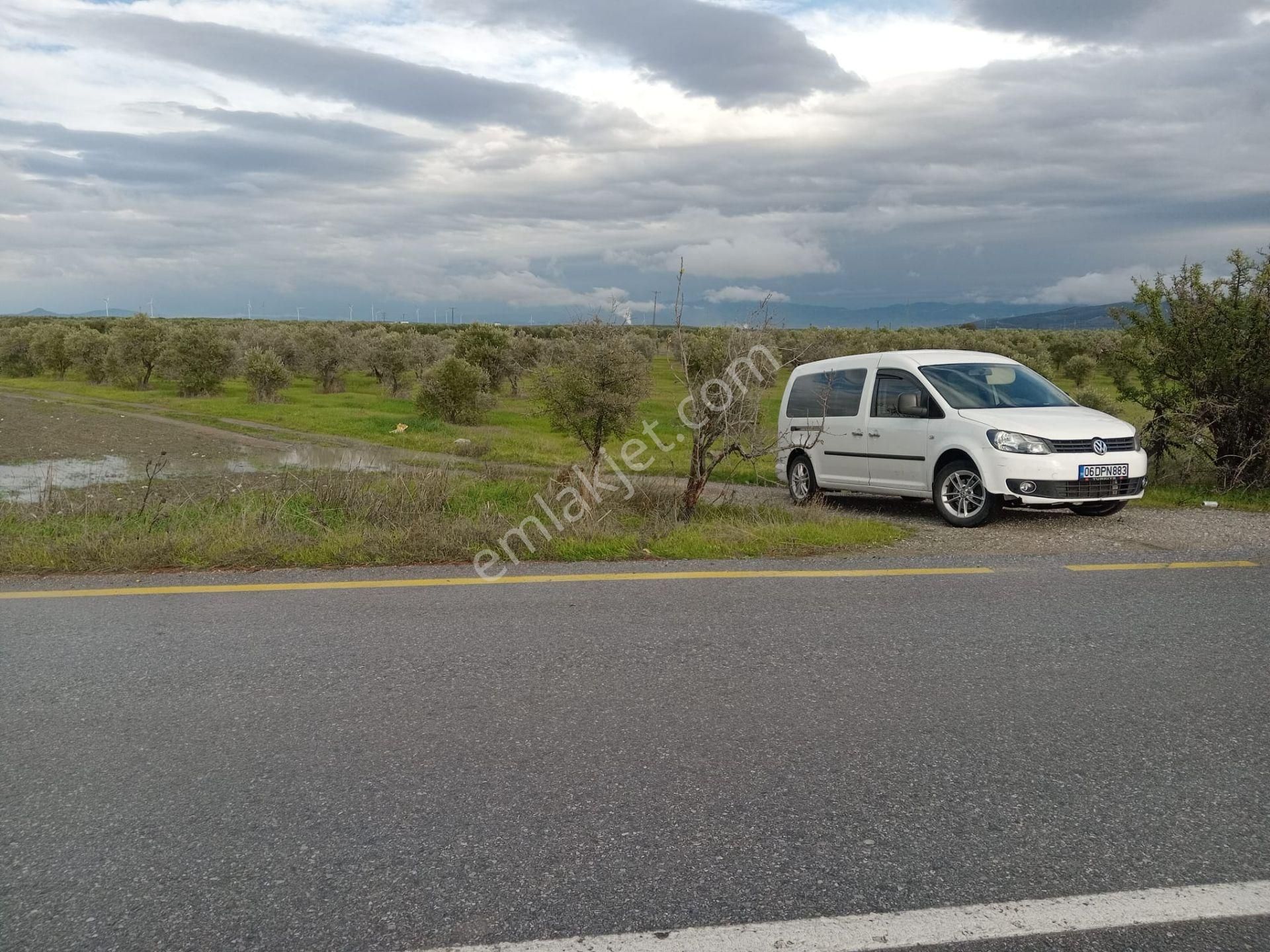 Akhisar Kapaklı Mah.6 Dönüm Zeytinlik (emin'den) - Görsel 24