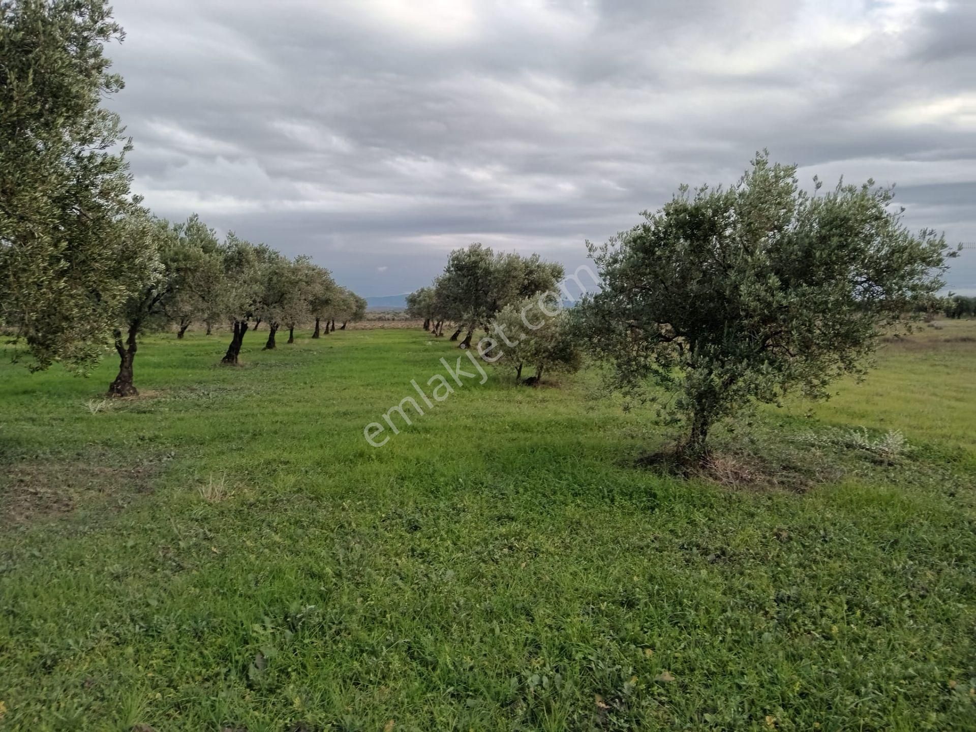Akhisar Kapaklı Mah.6 Dönüm Zeytinlik (emin'den) - Görsel 10