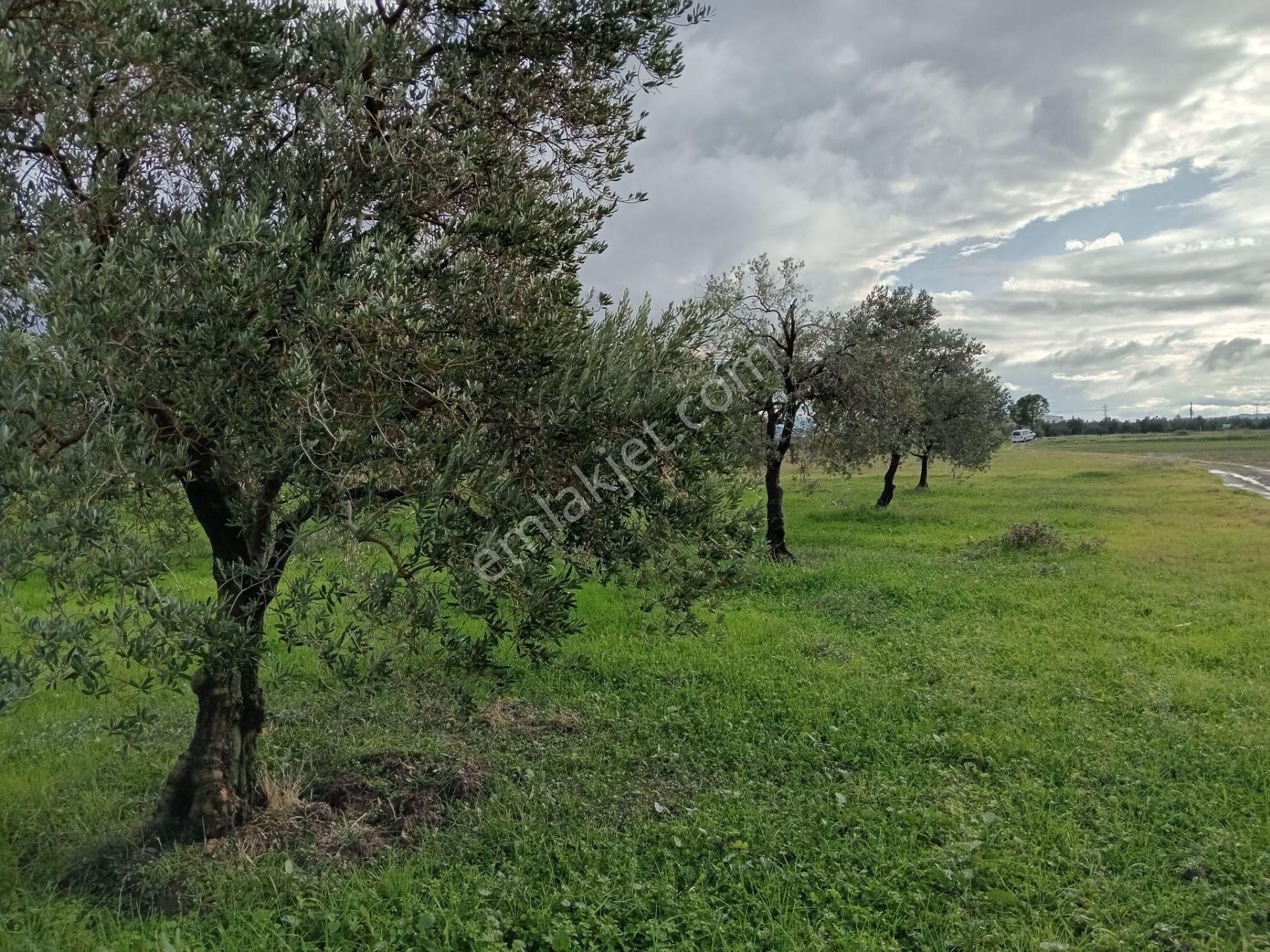 Akhisar Kapaklı Mah.6 Dönüm Zeytinlik (emin'den) - Görsel 25