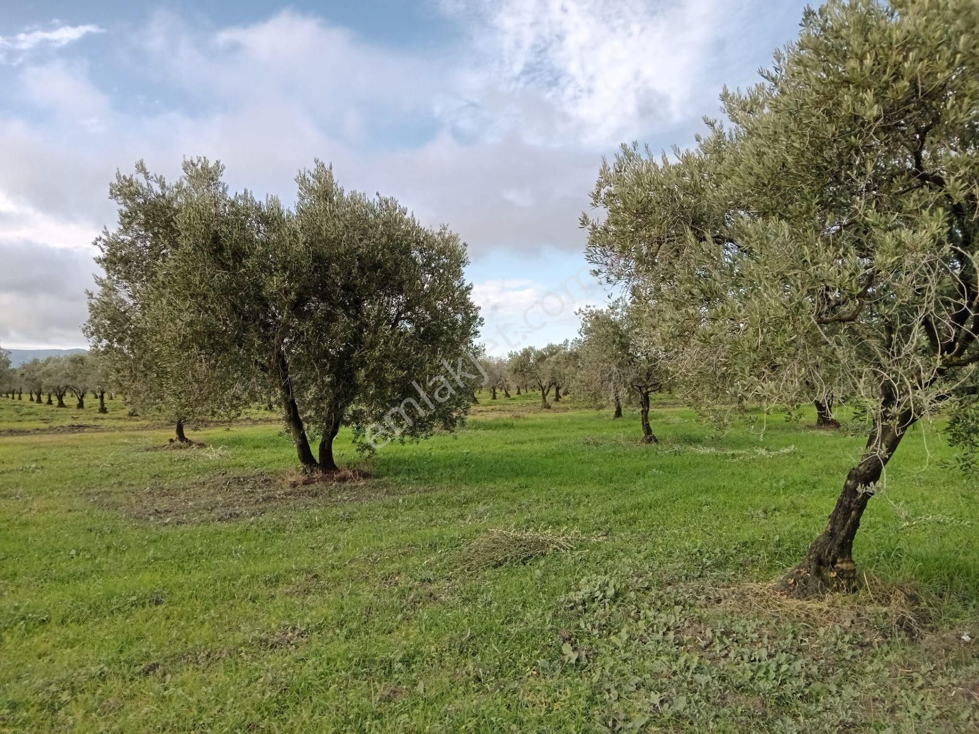 Akhisar Kapaklı Mah.6 Dönüm Zeytinlik (emin'den) - Görsel 14