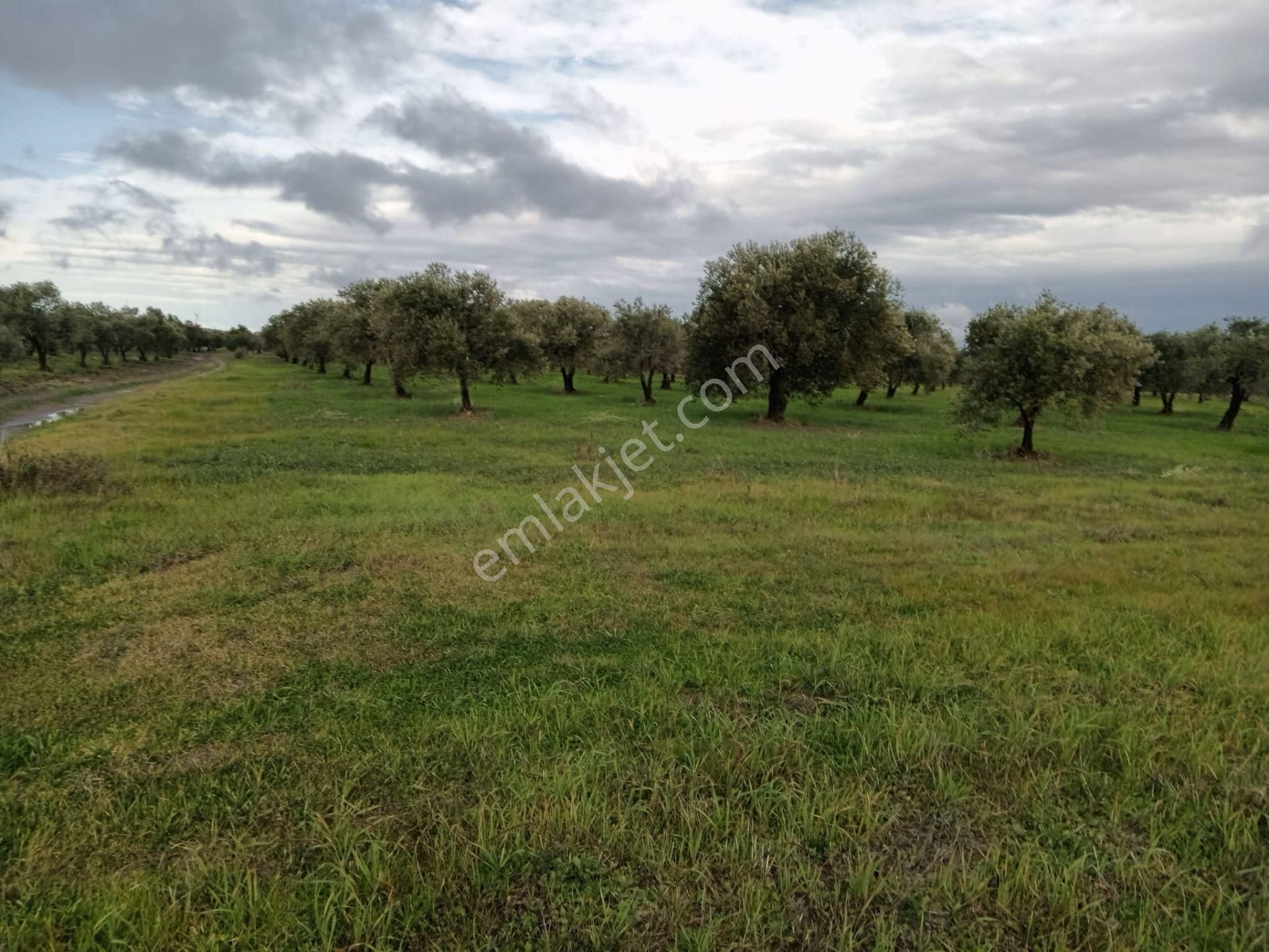 Akhisar Kapaklı Mah.6 Dönüm Zeytinlik (emin'den) - Görsel 8