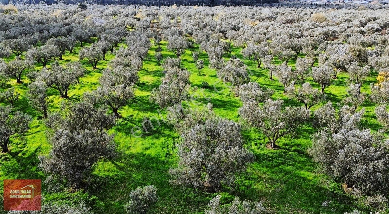 Soma Emlak Satılık Zeytinlik 9600m2 Öveçli (su Var)