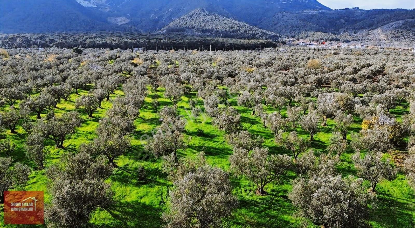Soma Emlak Satılık Zeytinlik 9600m2 Öveçli (su Var) - Görsel 4