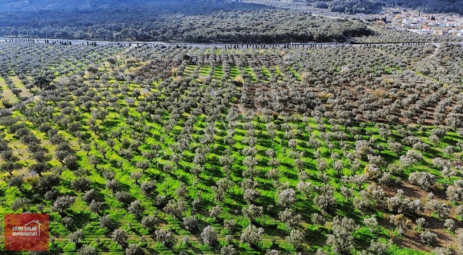 Soma Emlak Satılık Zeytinlik 9600m2 Öveçli (su Var) - Görsel 3