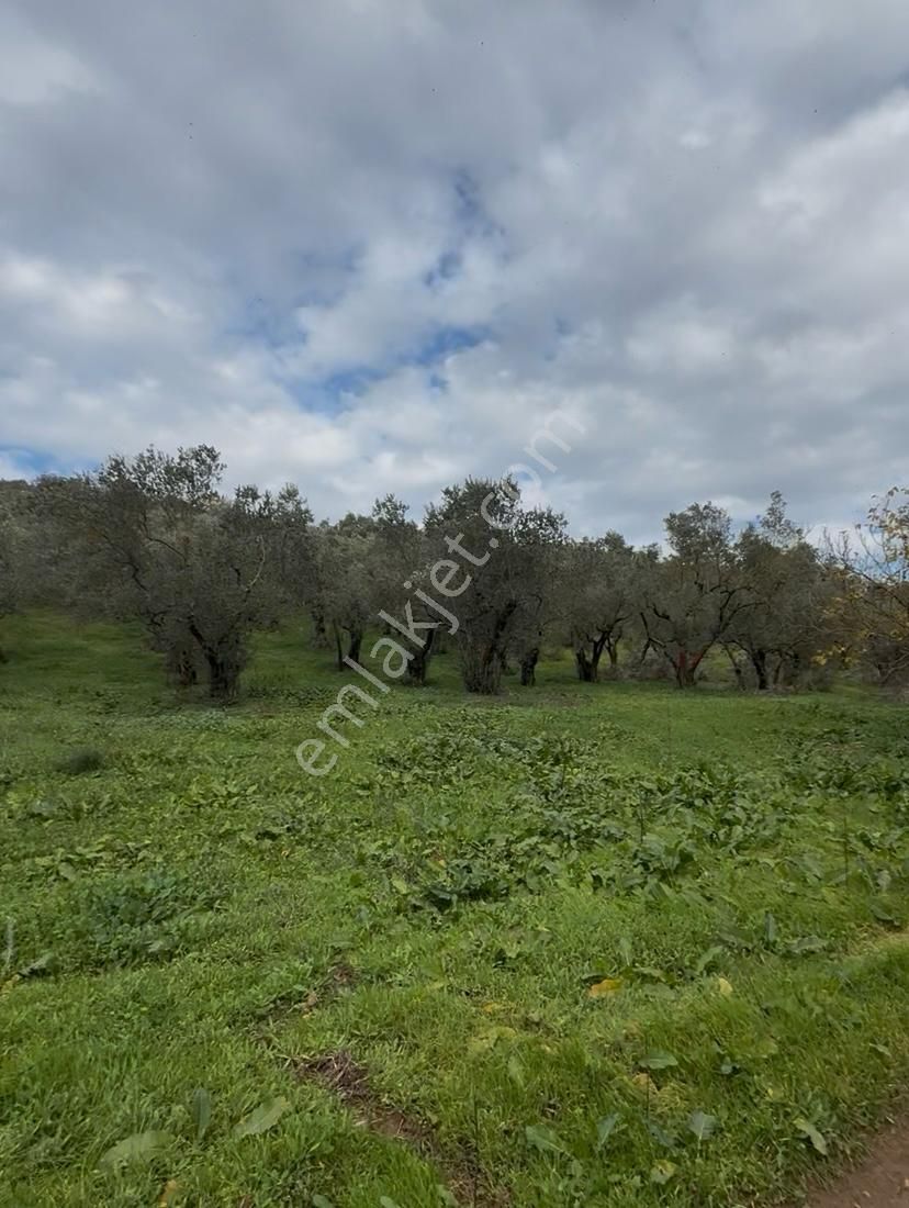 Vb Gayrimenkul Gemlik Umurbey'de Satılık 1090 M2 Tarla