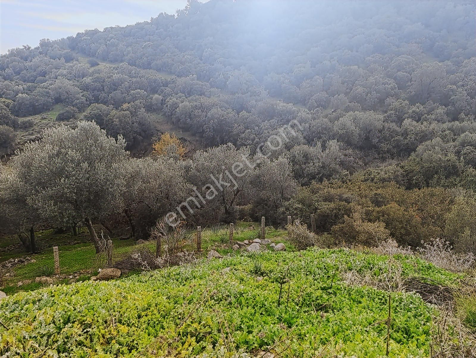 İzmir Dikili Çandarlı' Da Kısmi İmarlı Satılık Zeytinlik Cb Ph - Görsel 5