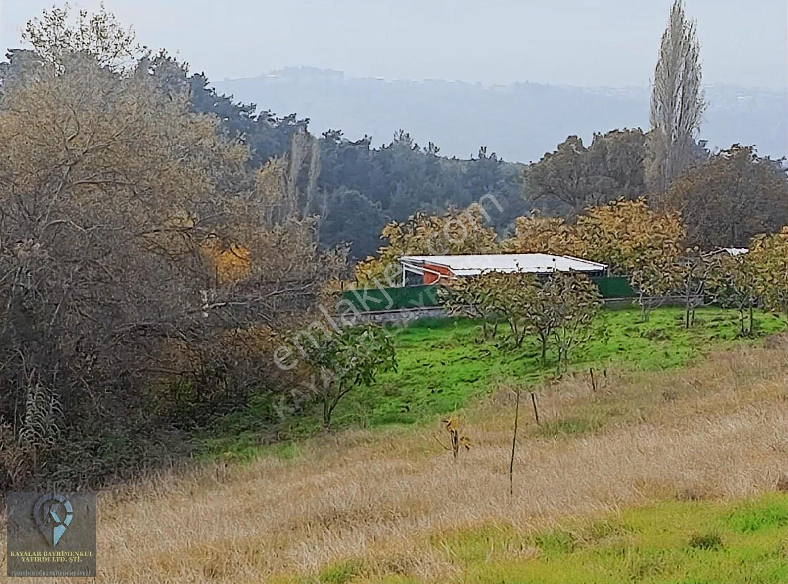 Gündoğdunun İçinde Satılık Tek Tapu Satılık Tarla