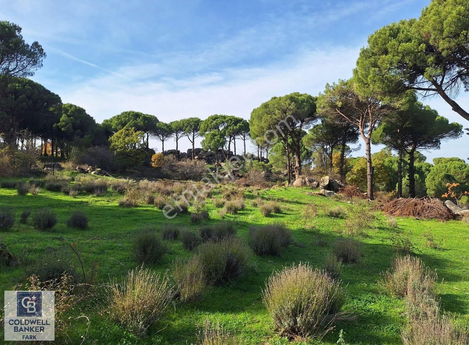 Ayvalık Bağyüzü'nde 8003 M² Tarım İmarlı Yatırımlık Arazi - Görsel 3