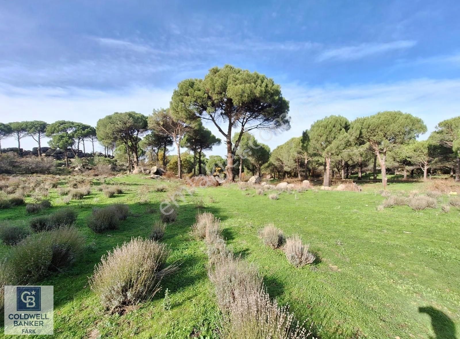 Ayvalık Bağyüzü'nde 8003 M² Tarım İmarlı Yatırımlık Arazi - Görsel 2