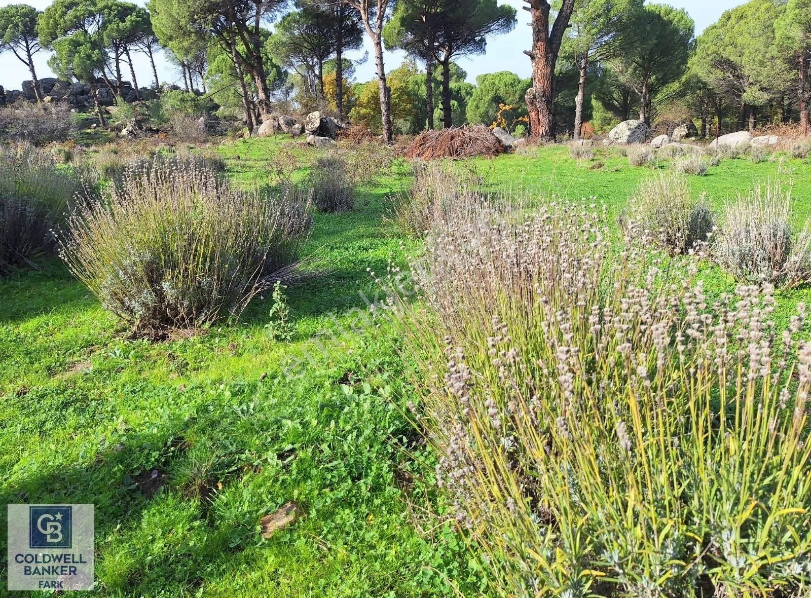 Ayvalık Bağyüzü'nde 8003 M² Tarım İmarlı Yatırımlık Arazi - Görsel 4