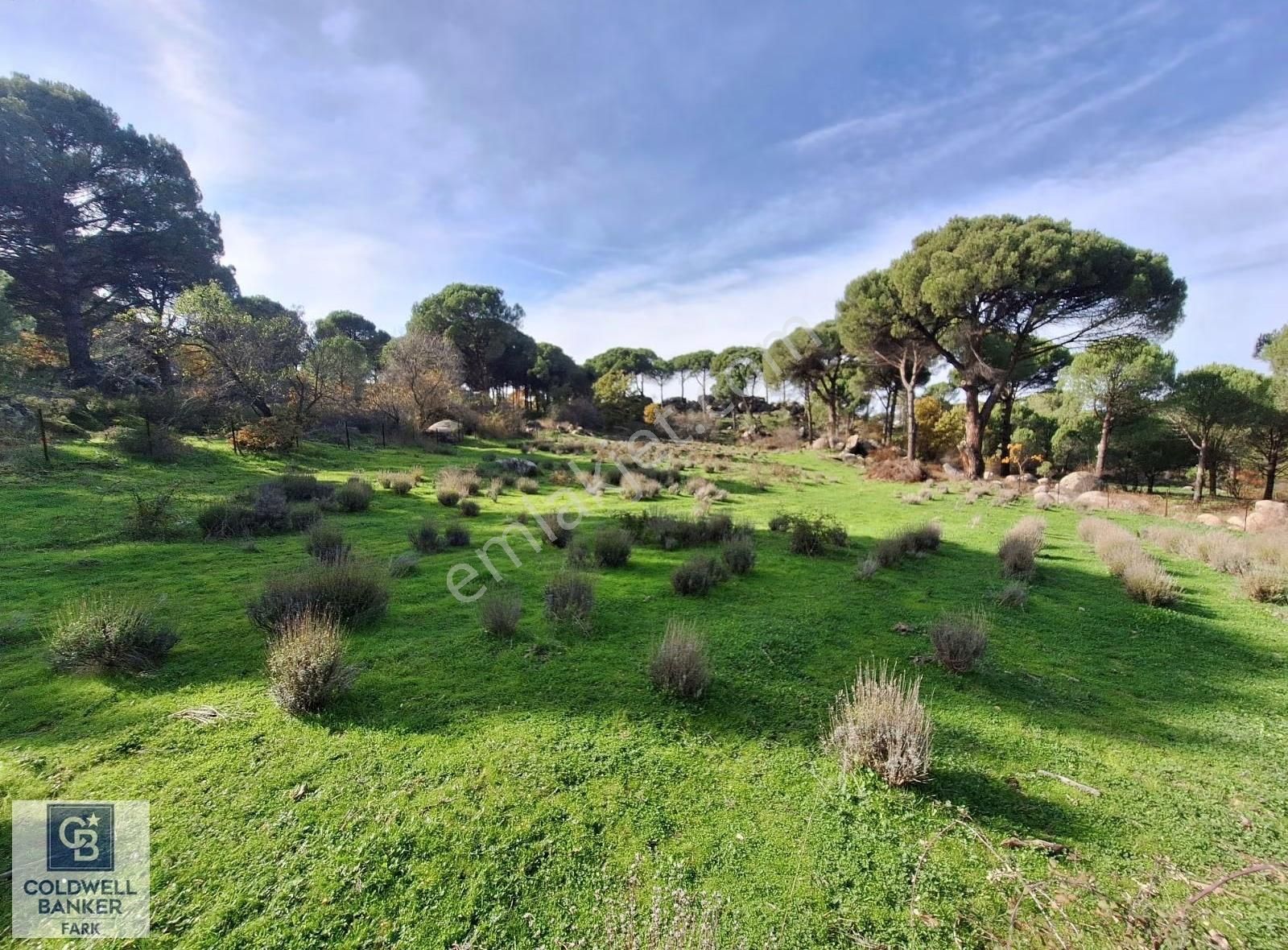 Ayvalık Bağyüzü'nde 8003 M² Tarım İmarlı Yatırımlık Arazi - Görsel 6