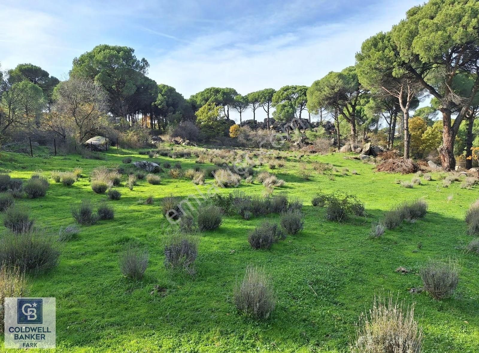 Ayvalık Bağyüzü'nde 8003 M² Tarım İmarlı Yatırımlık Arazi - Görsel 10