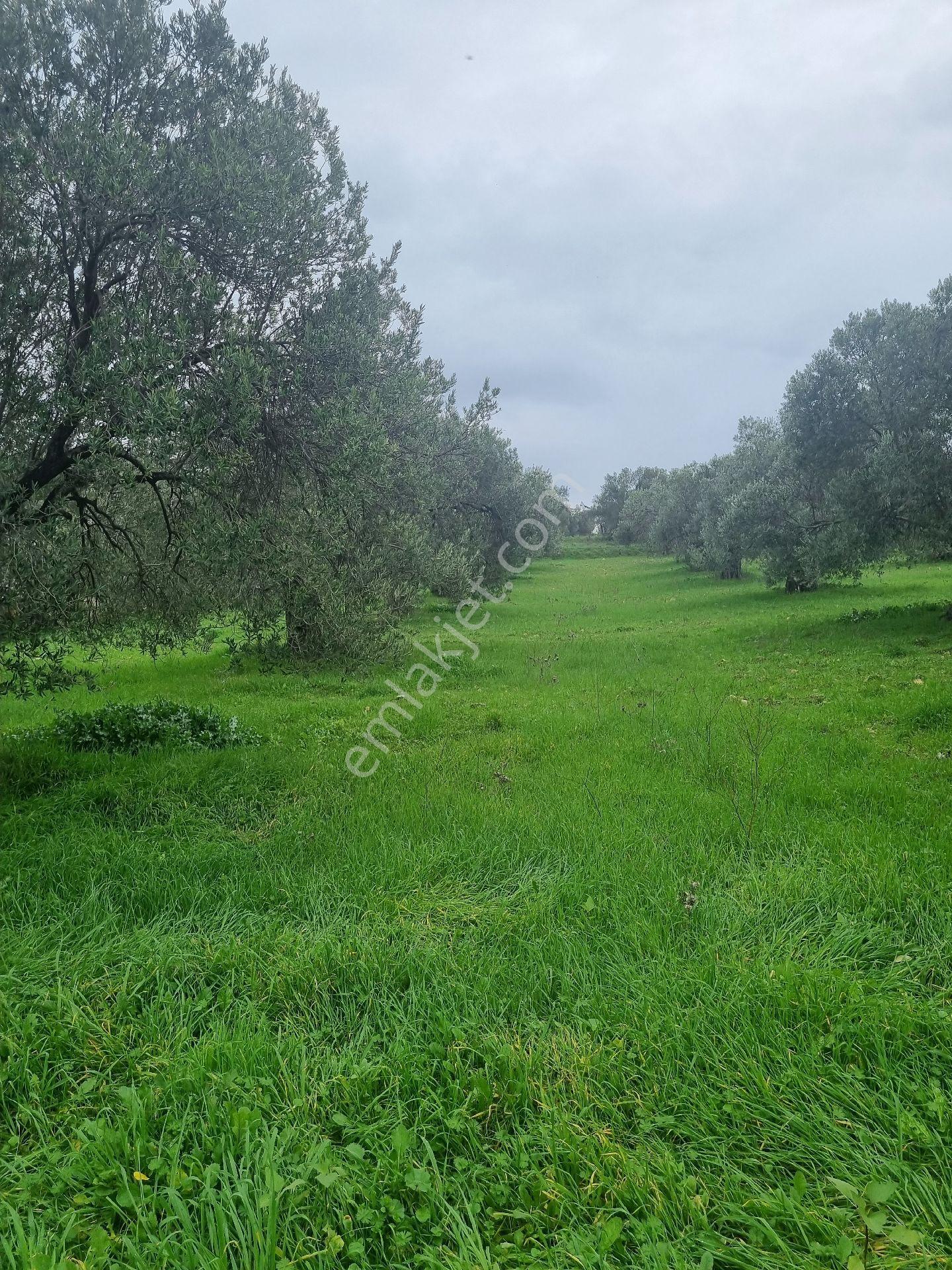 Premar Ayvada'dan Gömeç Karaağaç Sahil'de Villa İmarlı Arsalar - Görsel 6