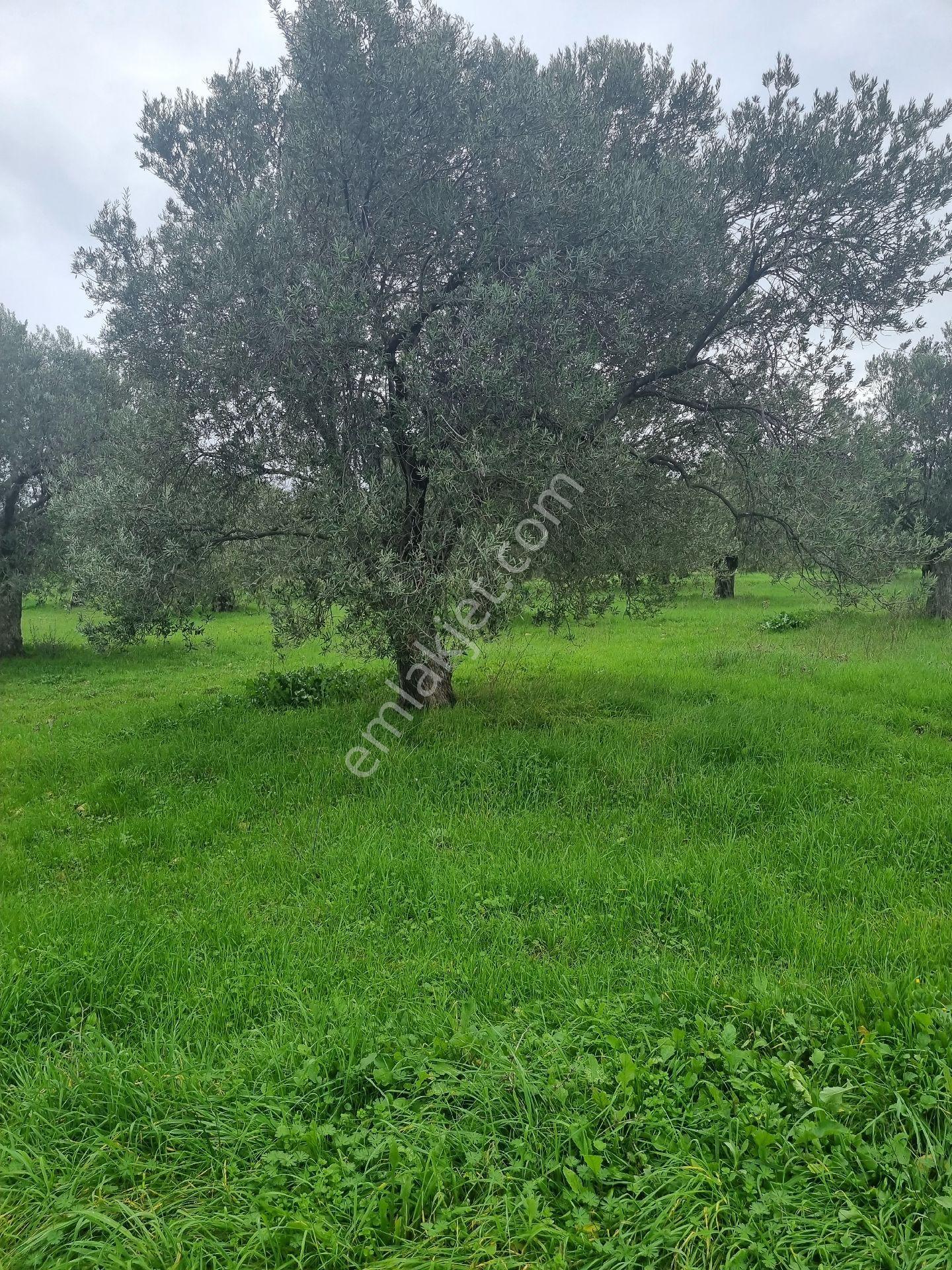 Premar Ayvada'dan Gömeç Karaağaç Sahil'de Villa İmarlı Arsalar - Görsel 7