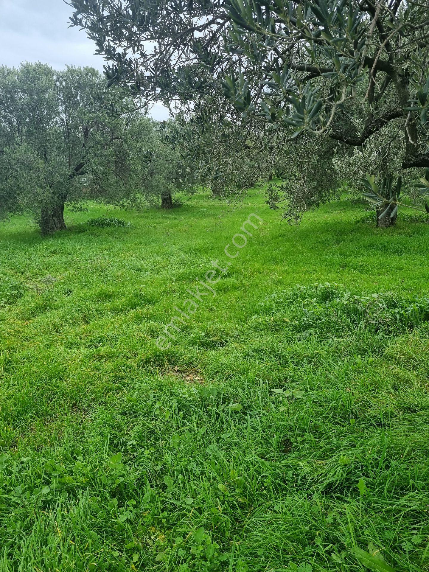 Premar Ayvada'dan Gömeç Karaağaç Sahil'de Villa İmarlı Arsalar - Görsel 8