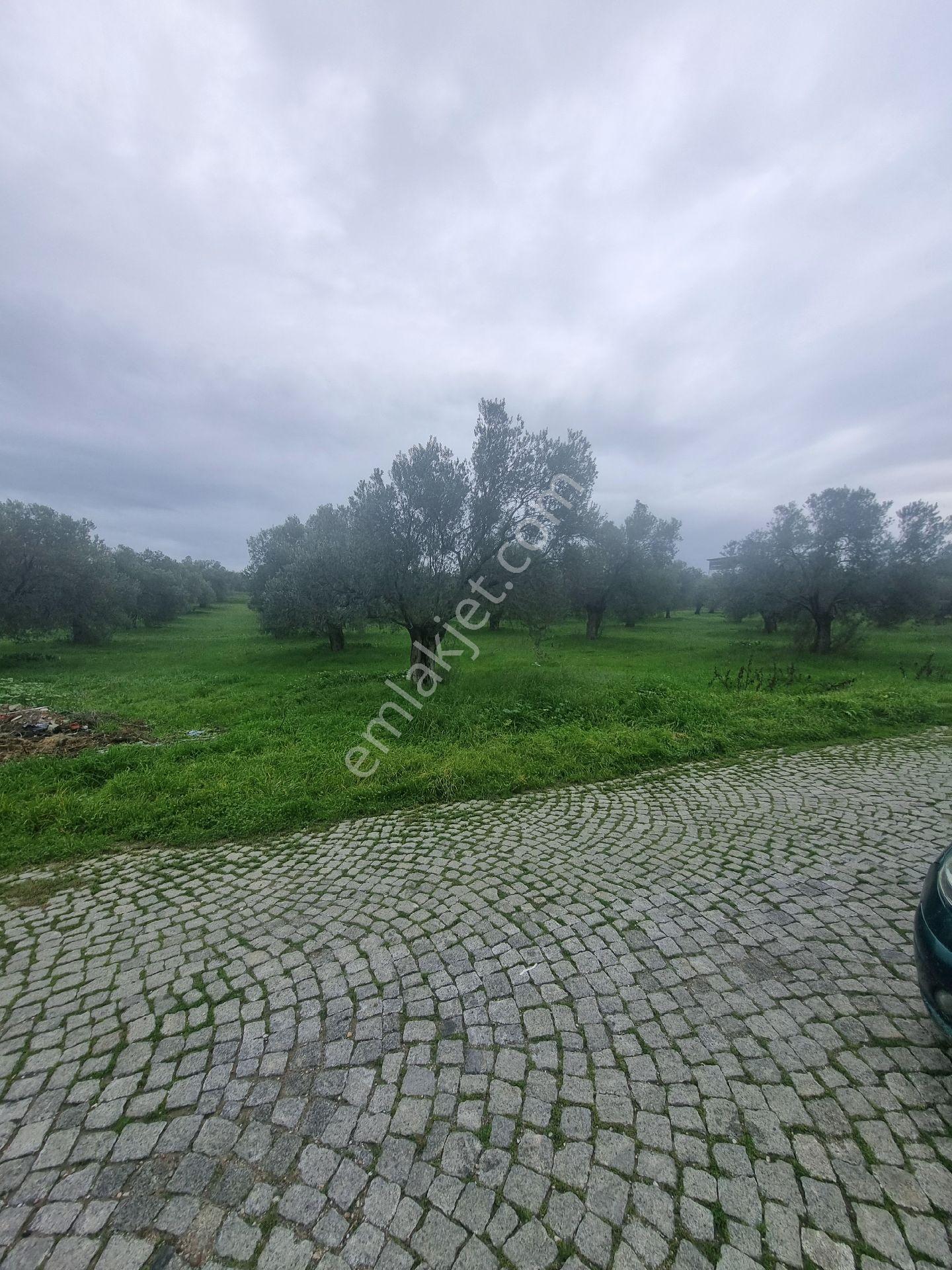 Premar Ayvada'dan Gömeç Karaağaç Sahil'de Villa İmarlı Arsalar - Görsel 3